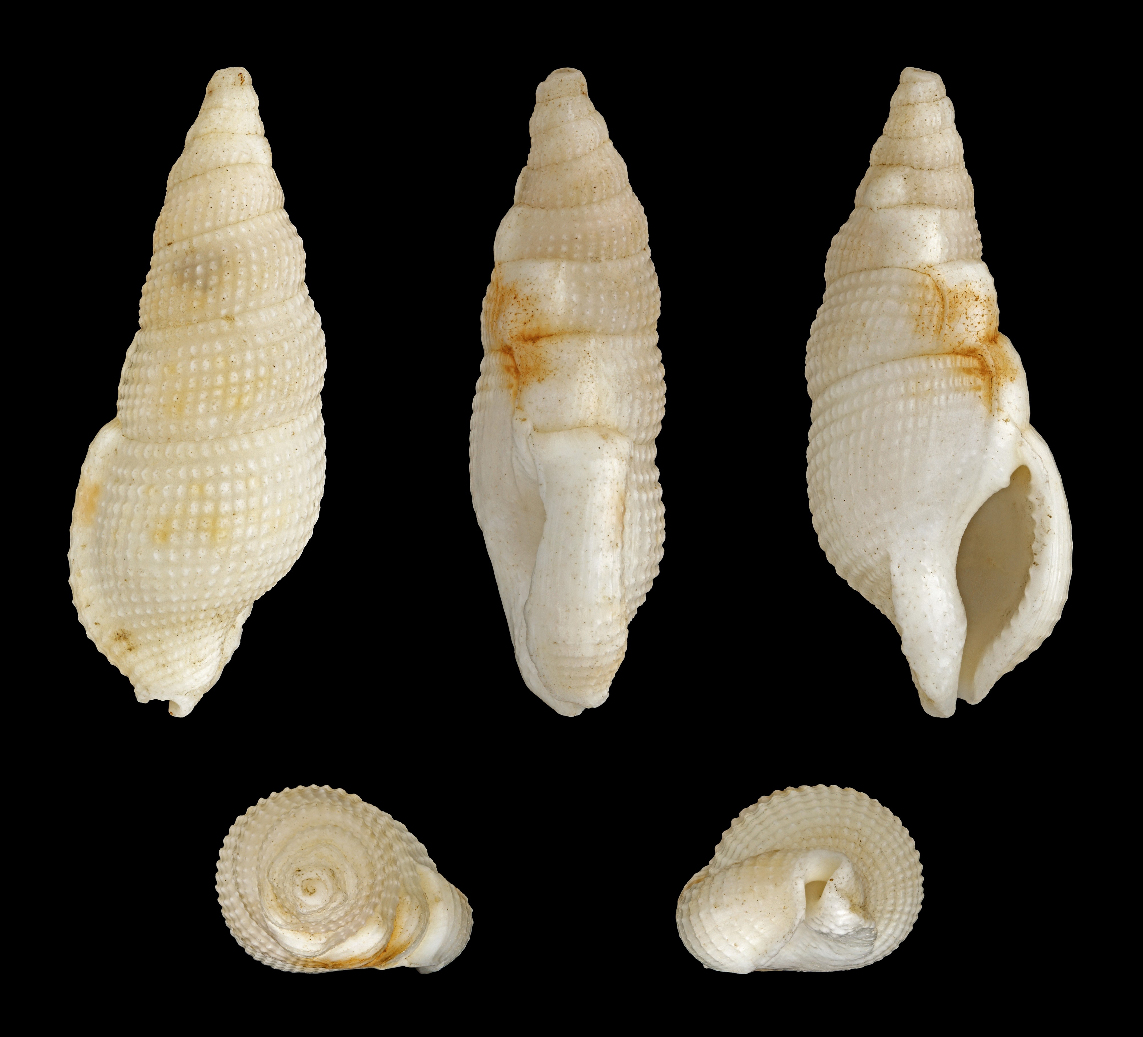 Colubraria tortuosa 01