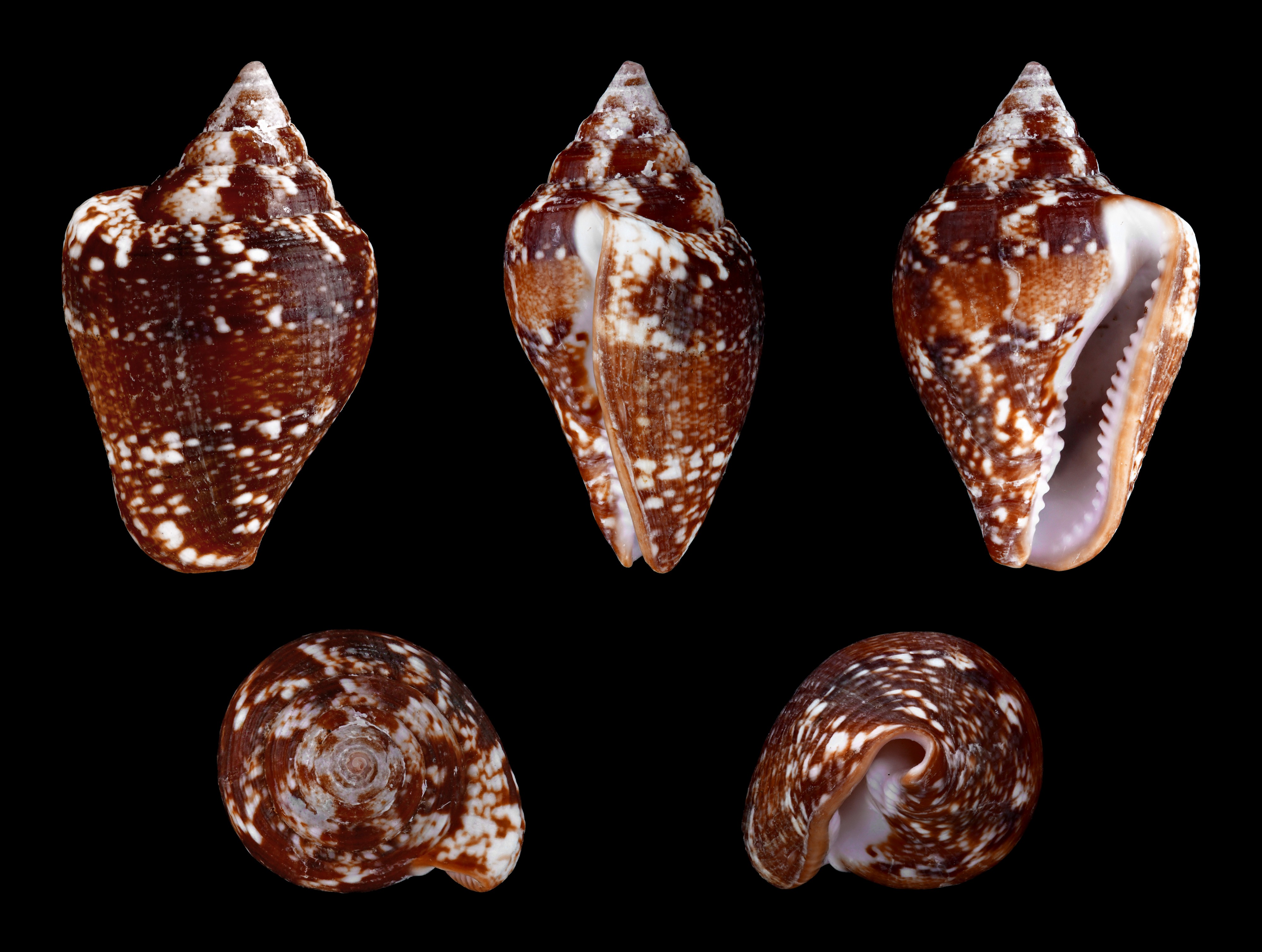 Columbella adansoni 01