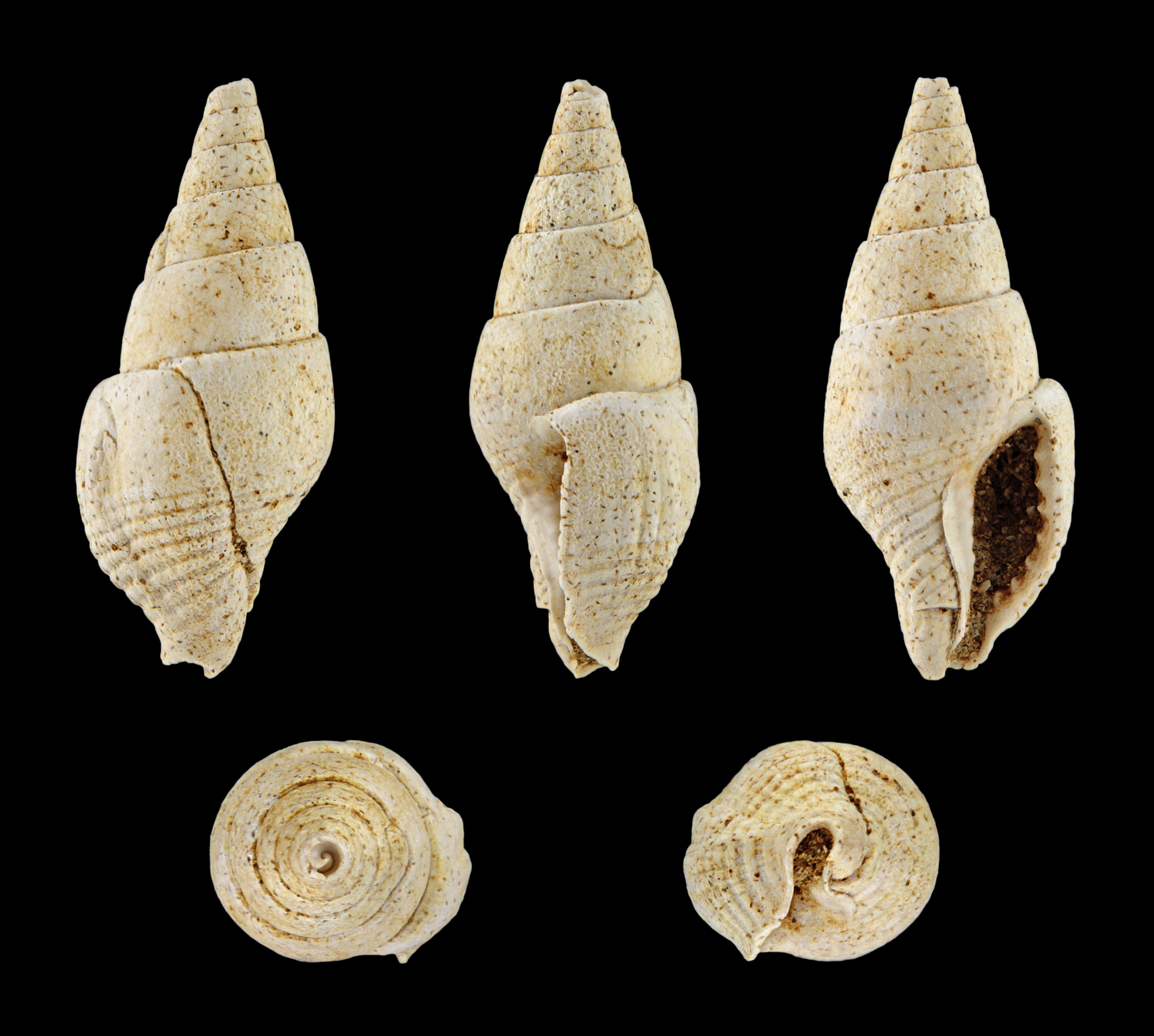 Columbella turonensis 01