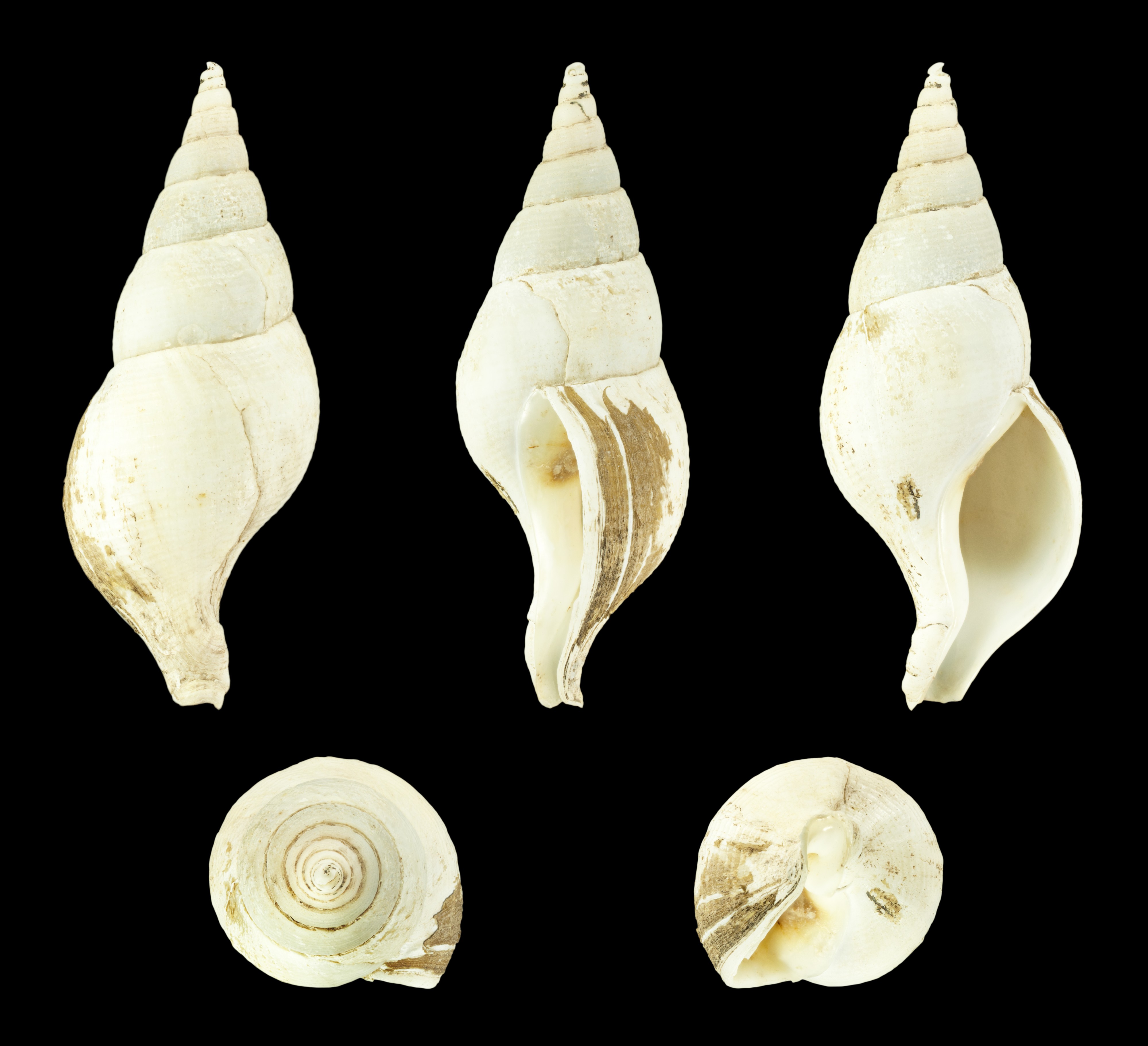 Colus gracilis 01
