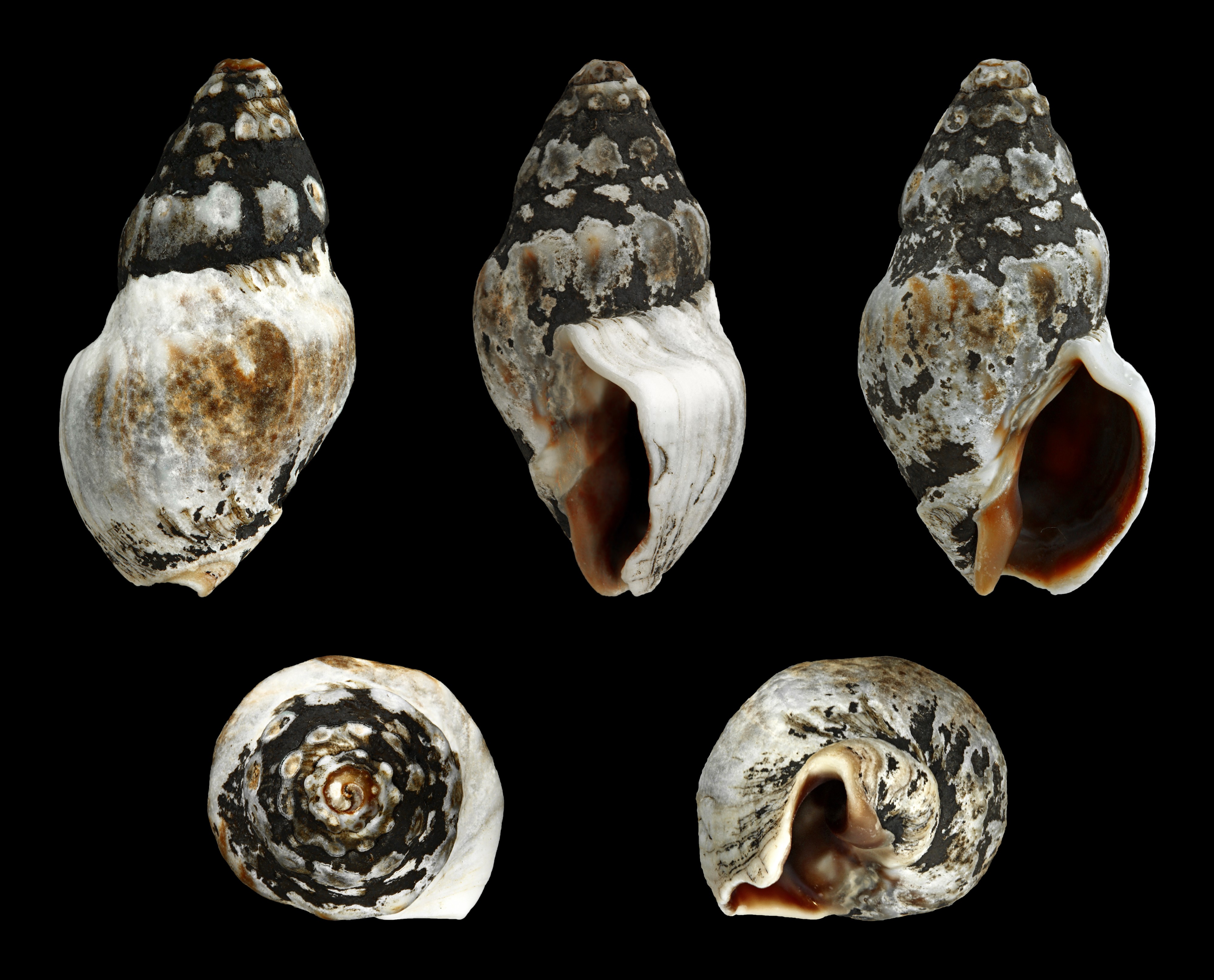 Cominella glandiformis 01