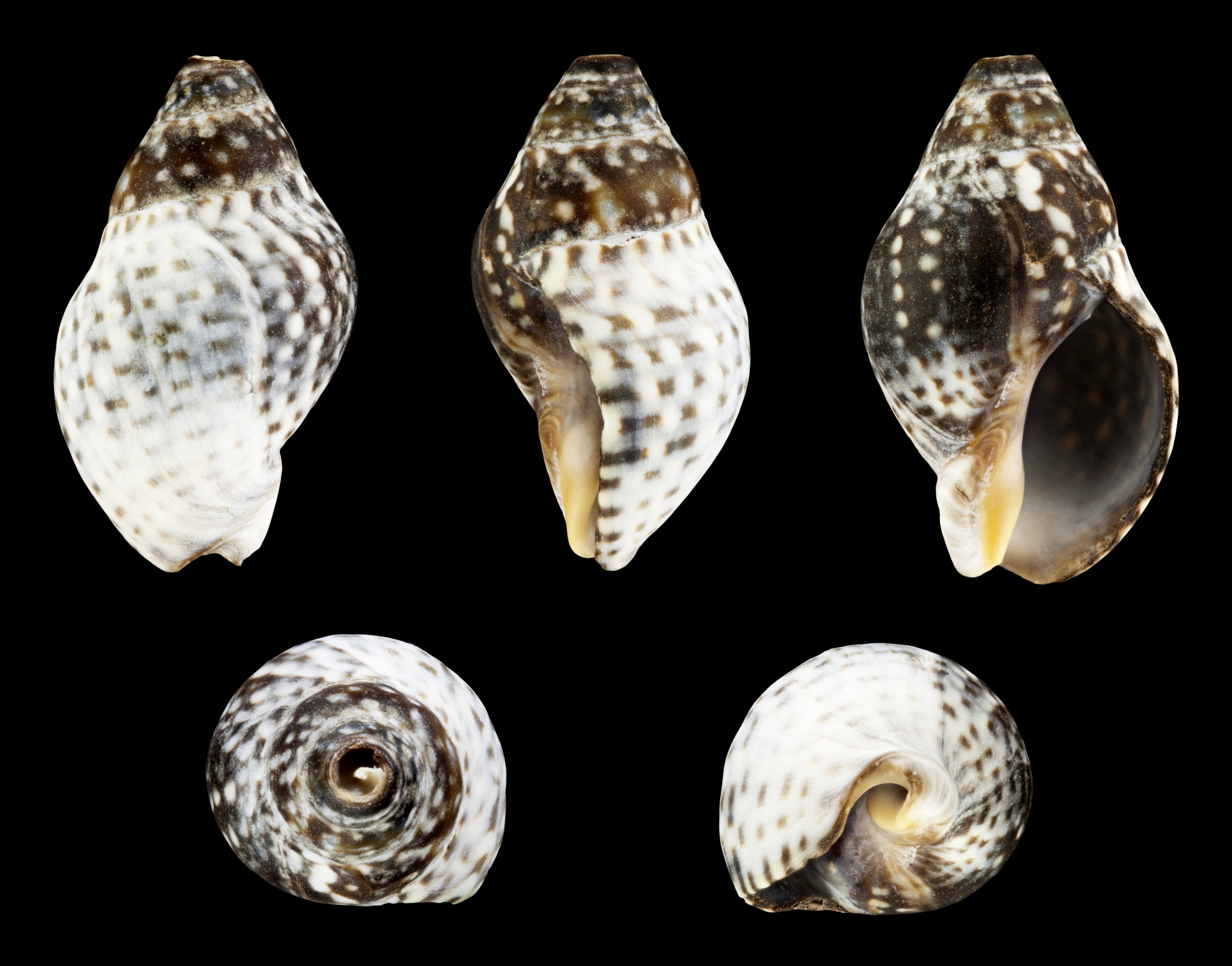 Cominella maculosa 01