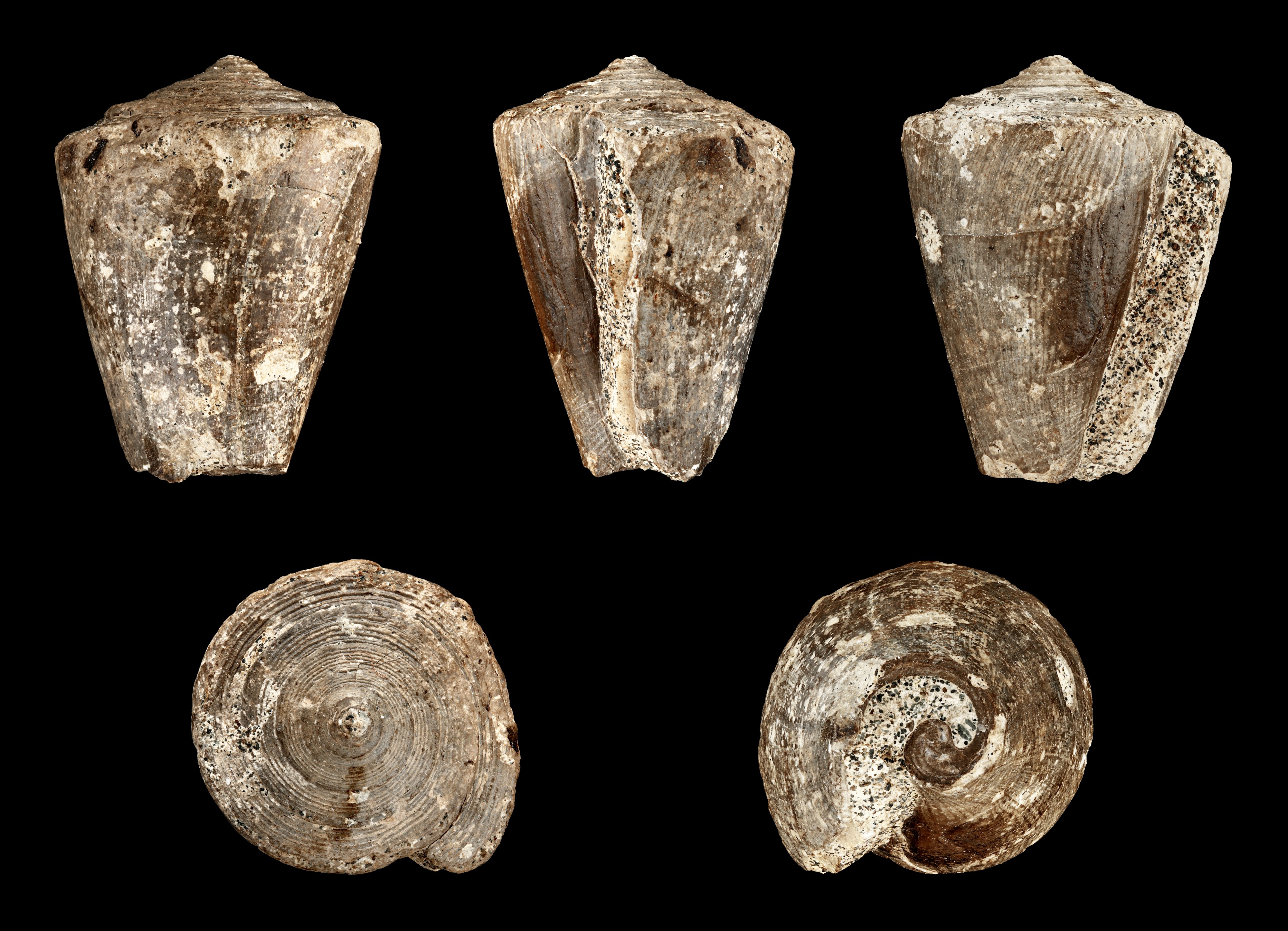 Conus helveticus 01