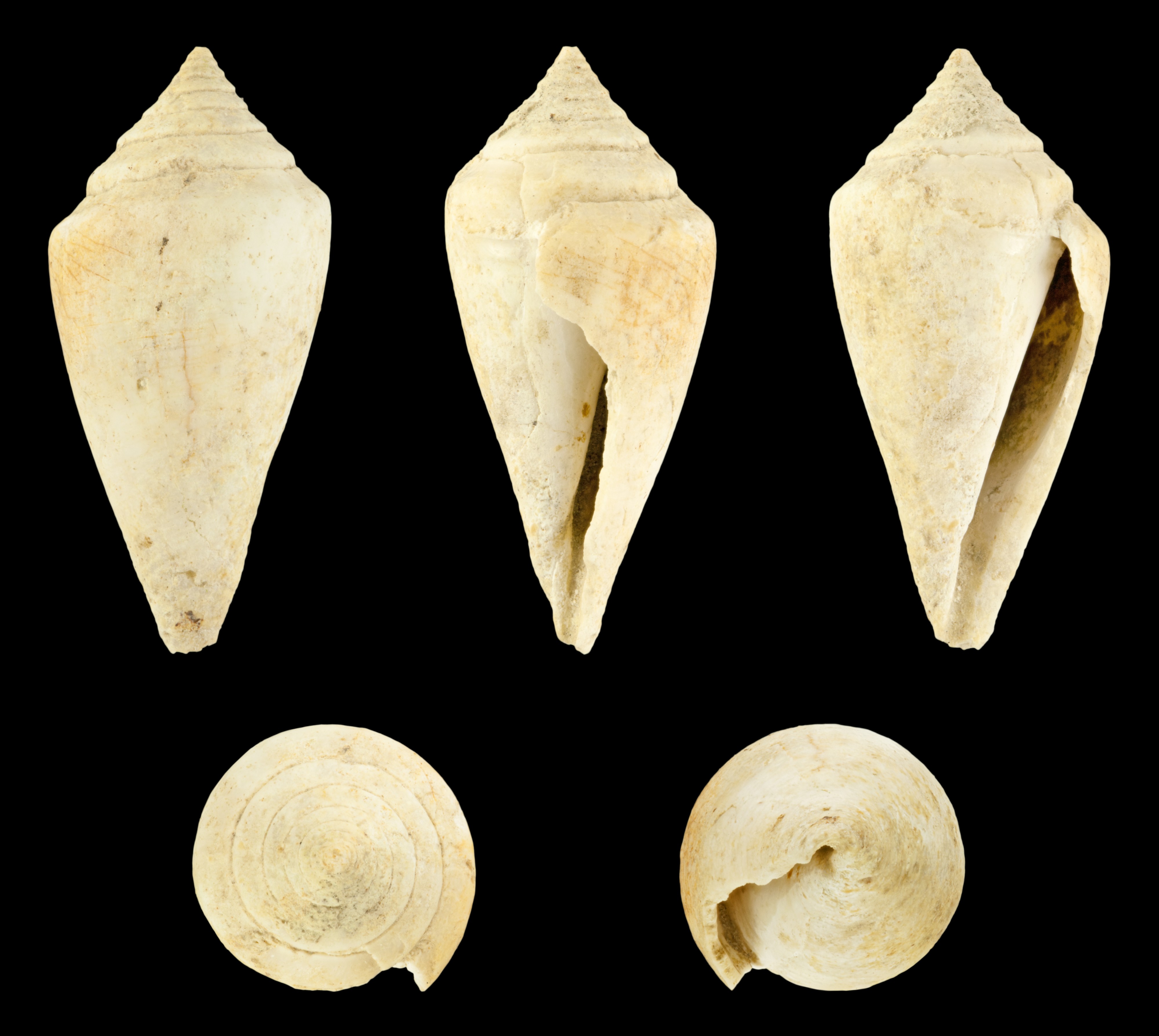 Conus striatulus 01