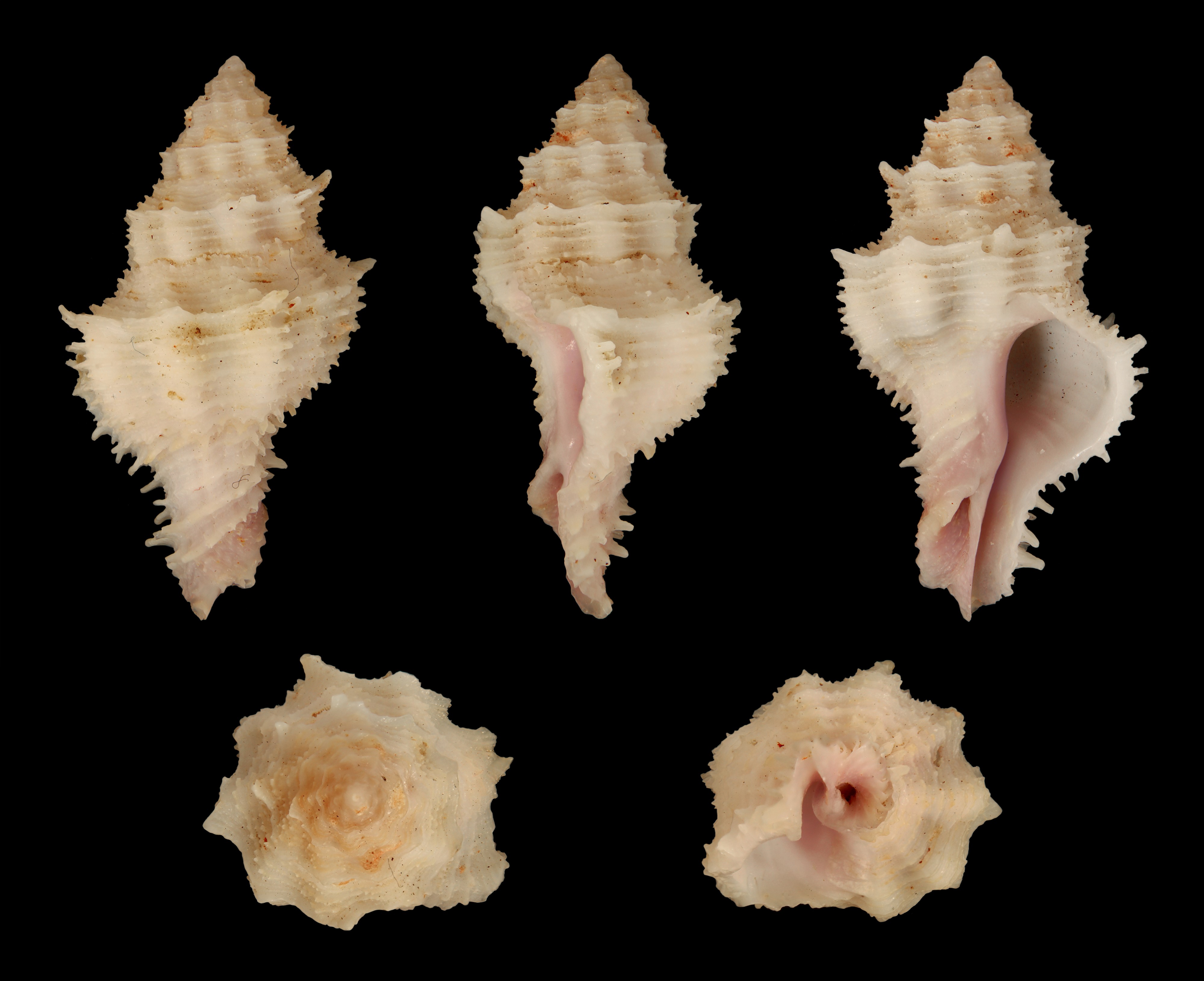 Coralliophila fearnleyi 01
