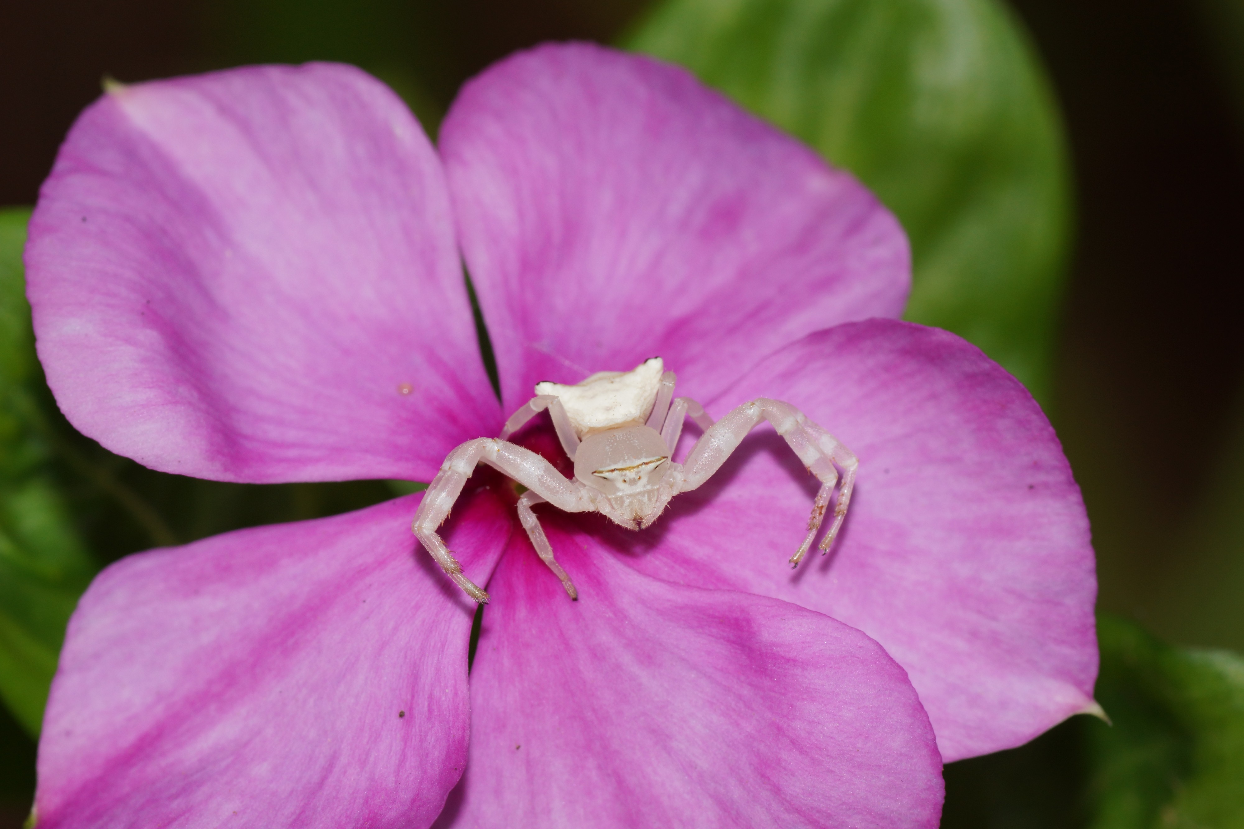 Crab spider 06984