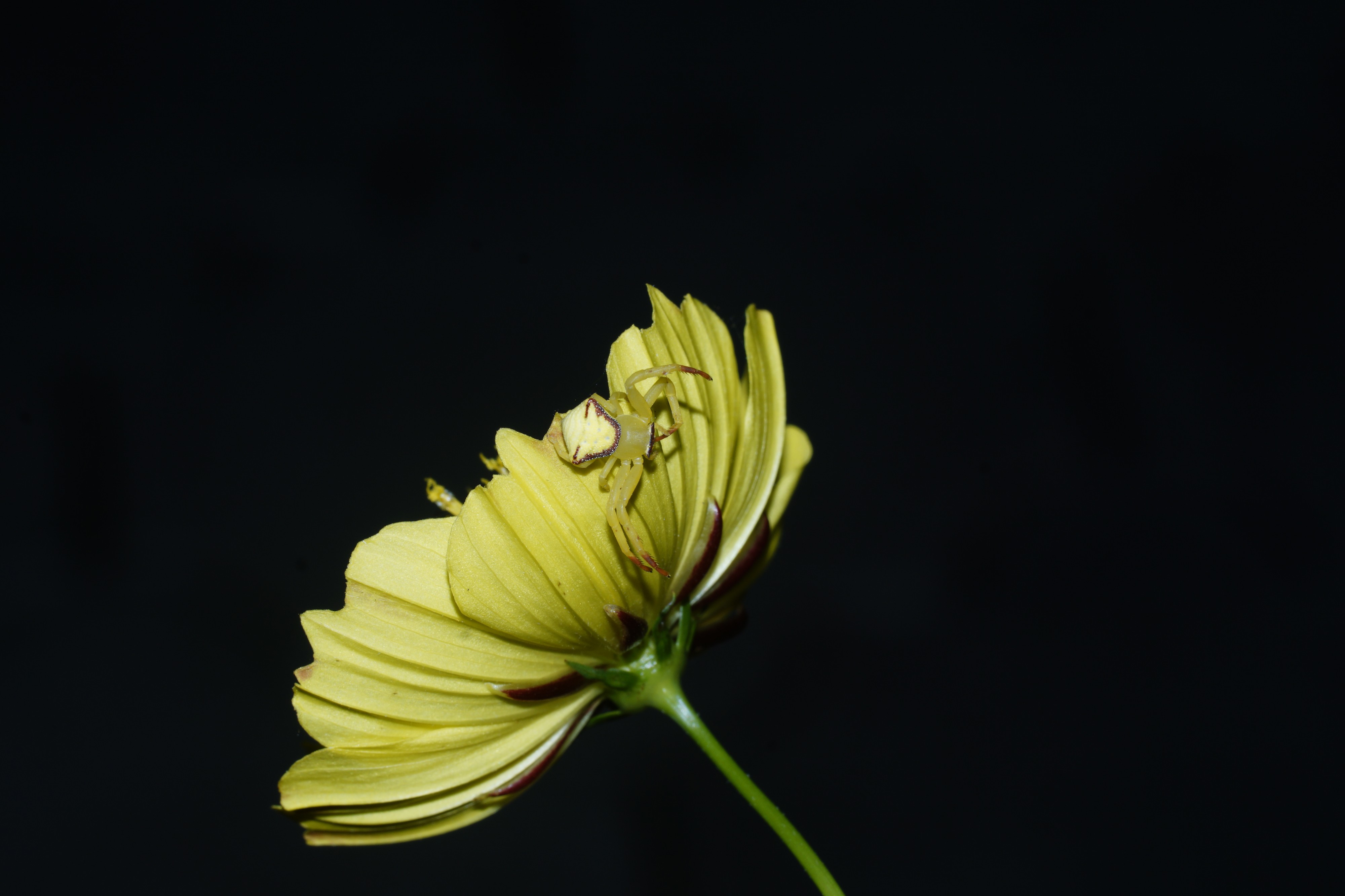 Crab Spider 6348