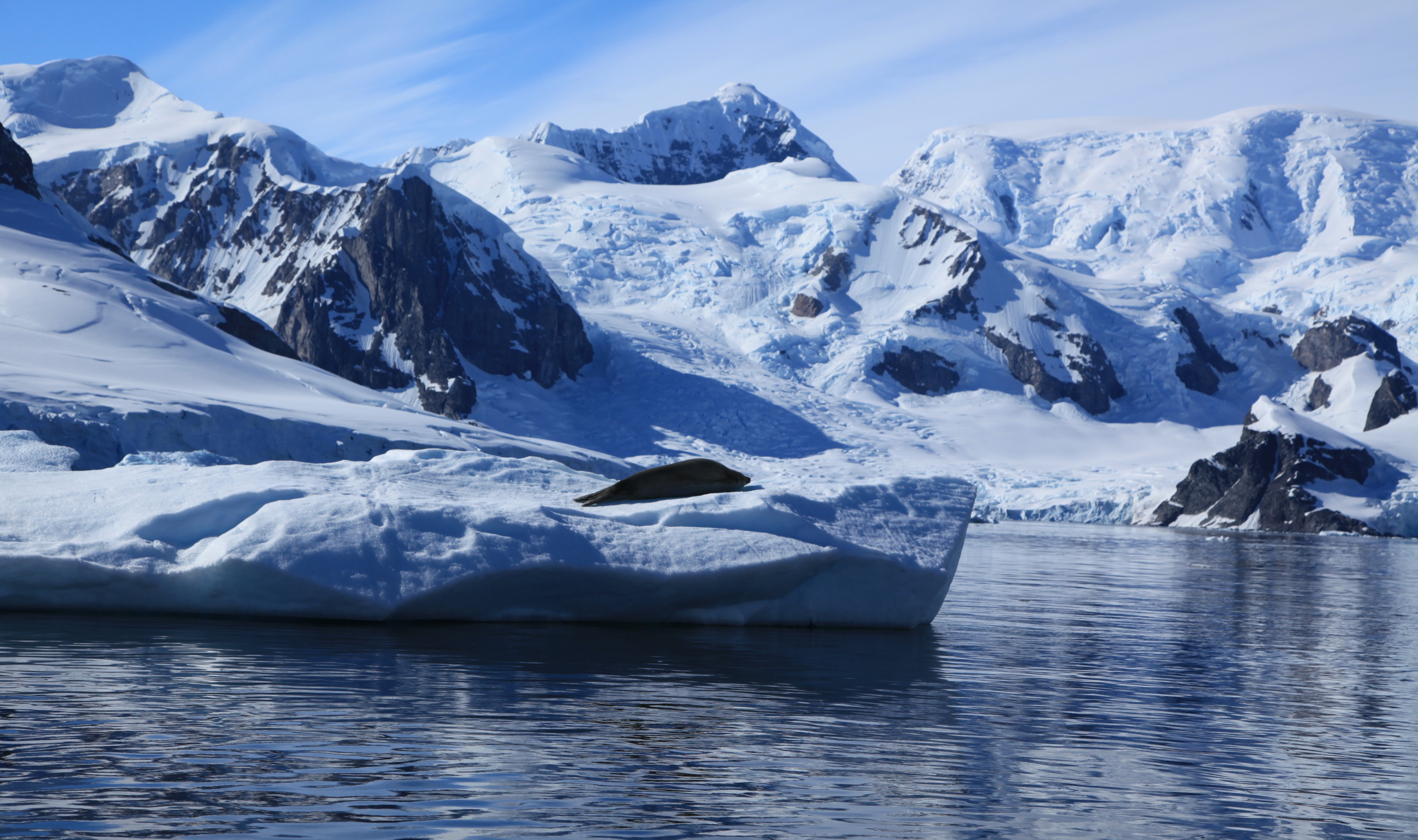Crabeater Seal in Paradise Harbour, Antarctica (6087874274)