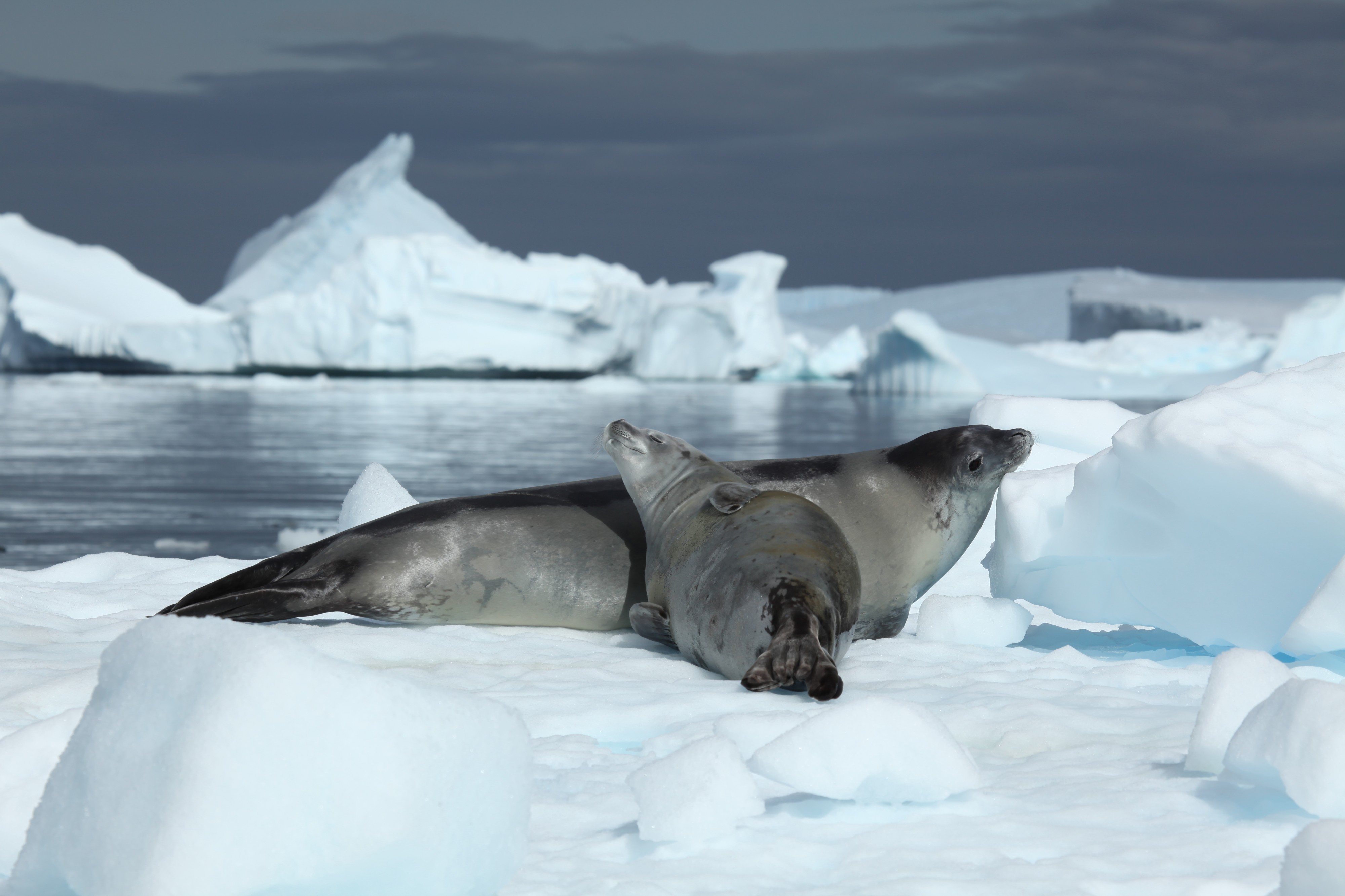 Crabeater Seals in Pléneau Bay, Antarctica (6058603731)