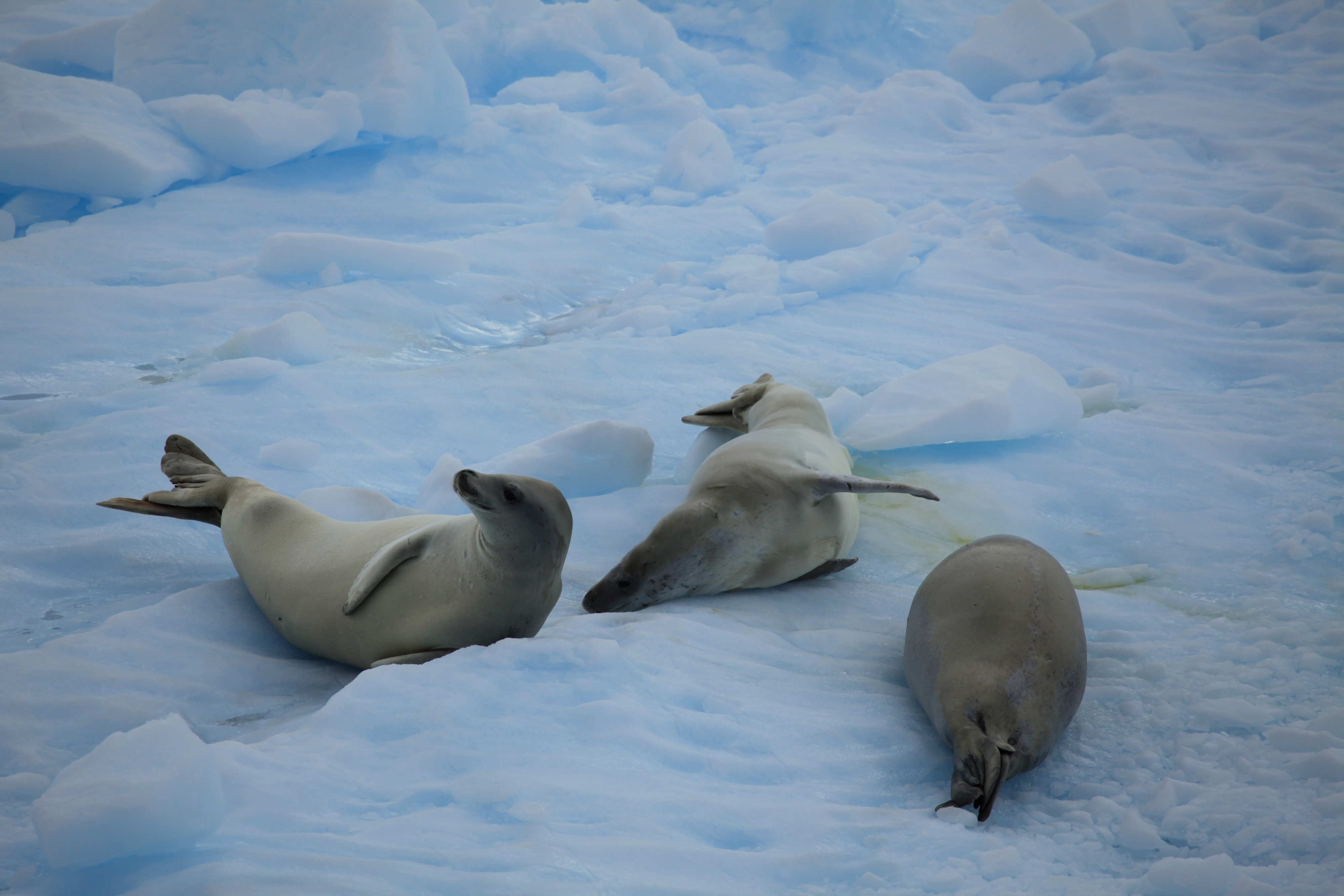 Crabeater Seals in the Lemaire Channel, Antarctica (6054694816)