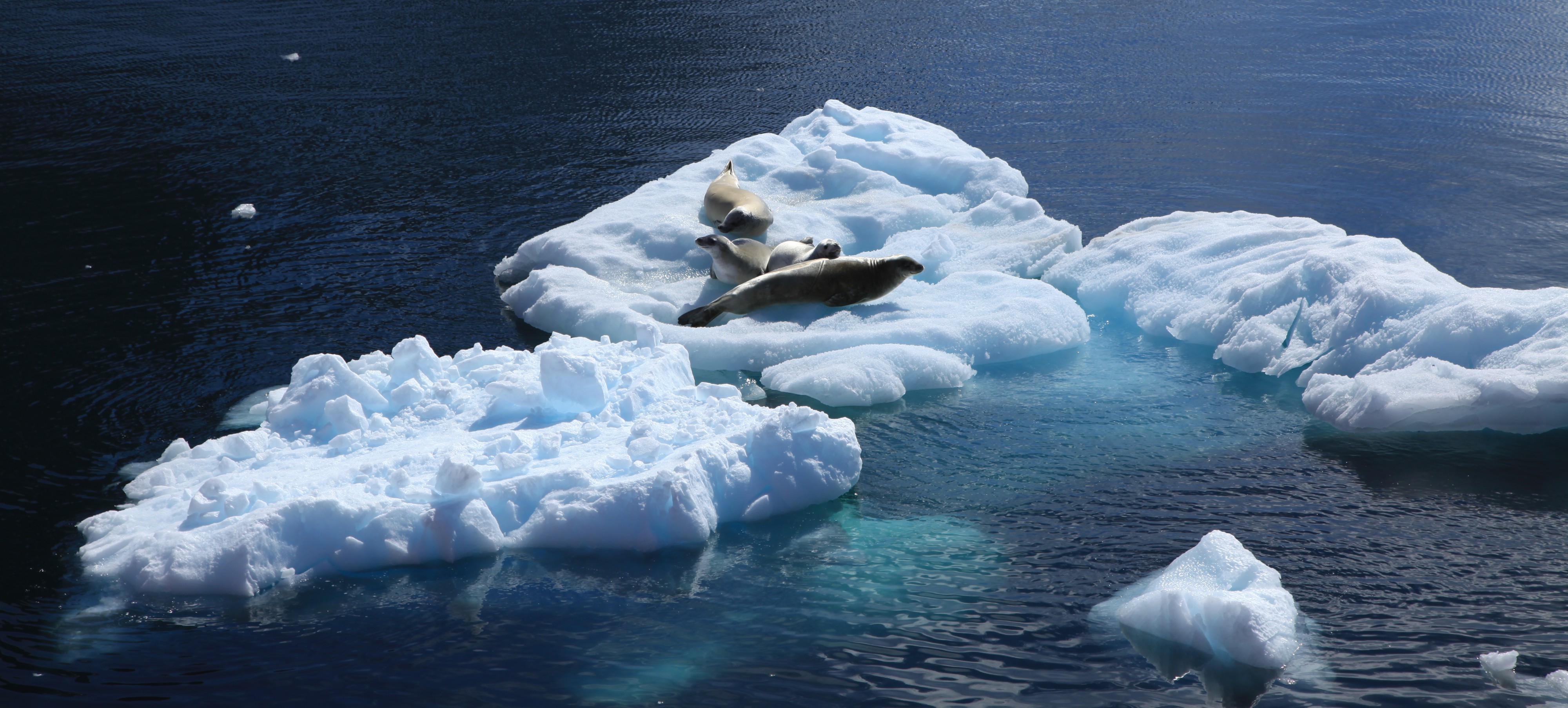 Crabeater Seals in the Lemaire Channel, Antarctica (6062829630)