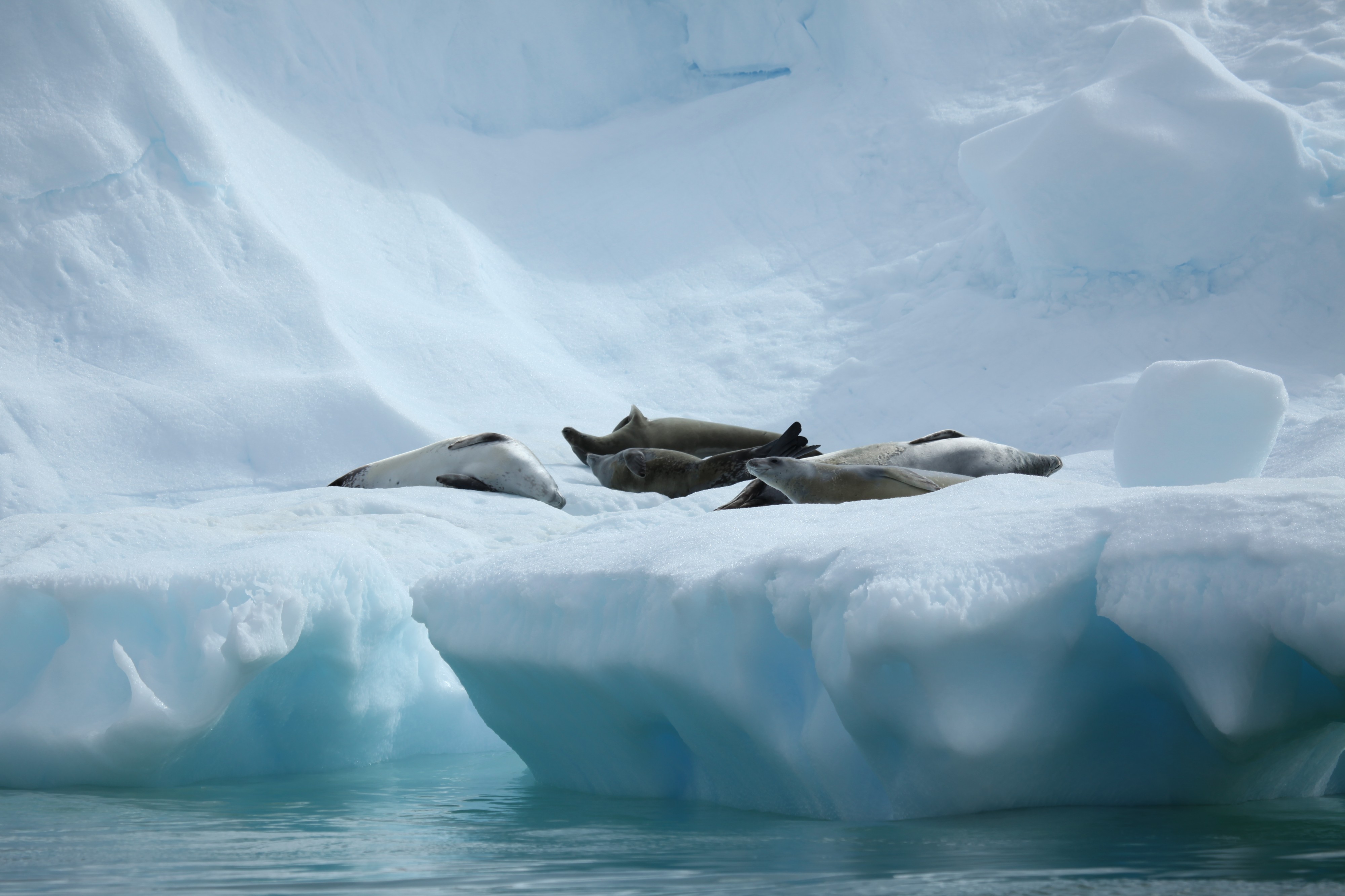 Crabeater Seals on an iceberg in Pléneau Bay, Antarctica (6059211054)