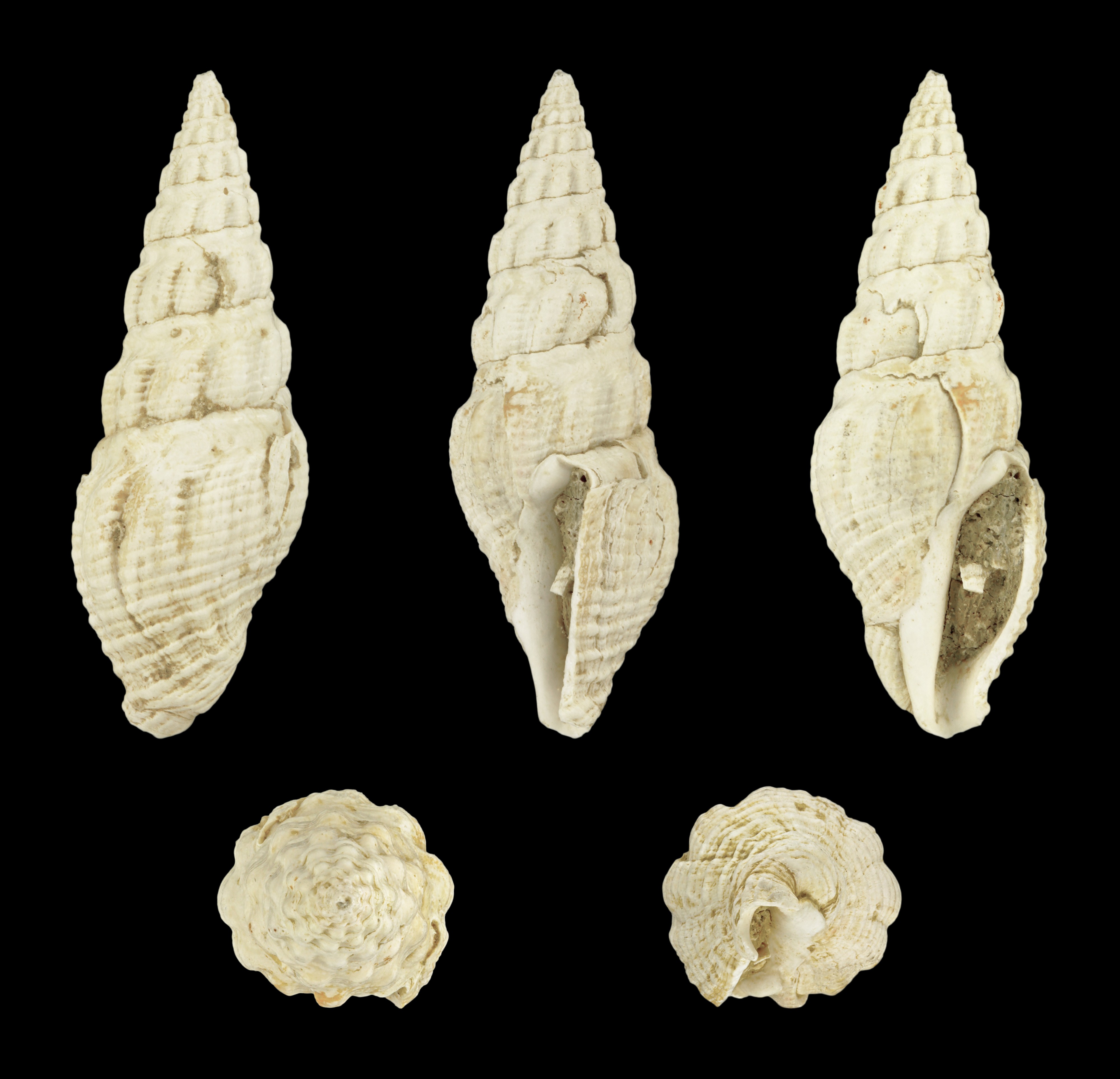 Crassispira borealis 01