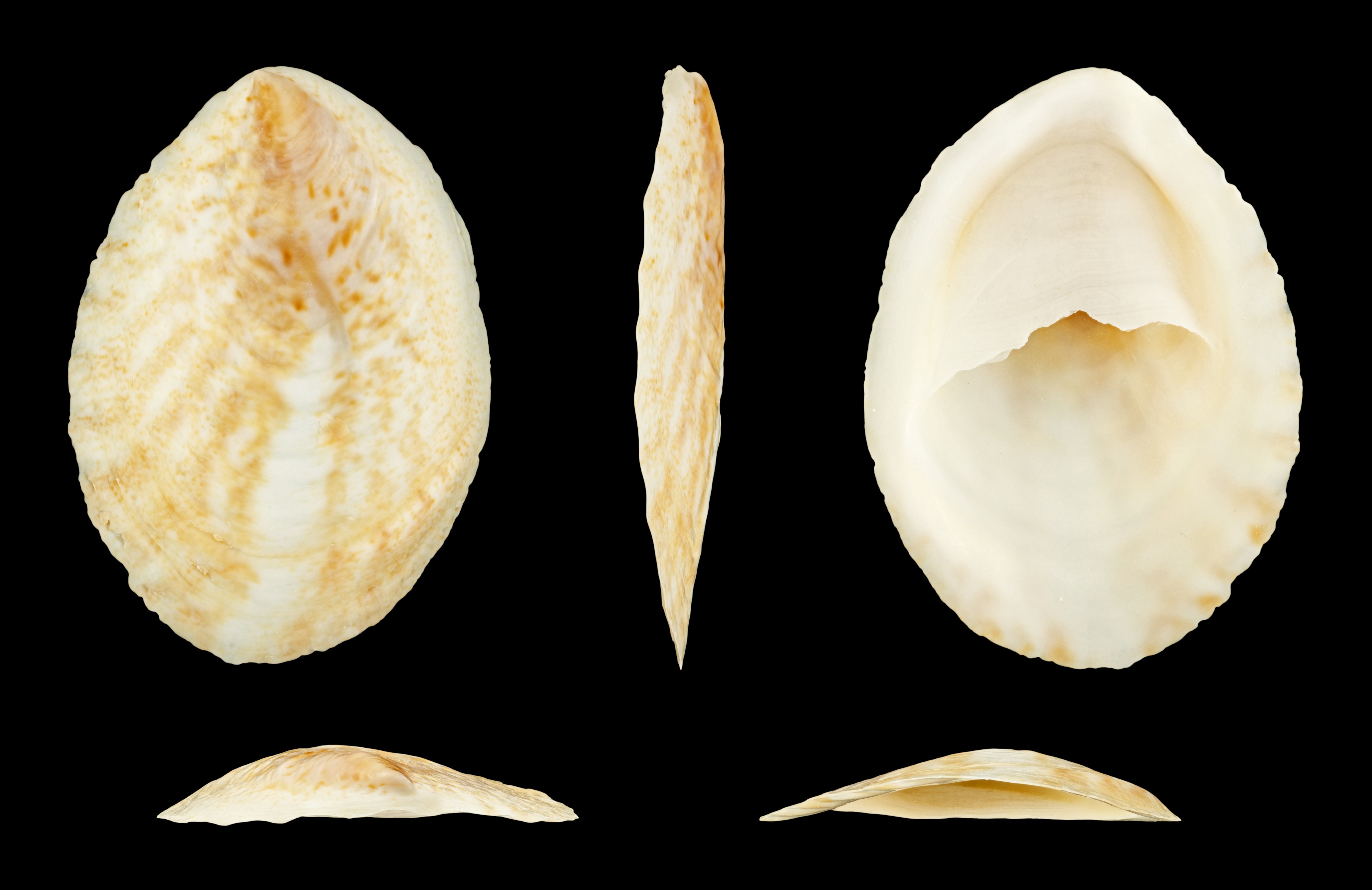 Crepidula arenata 01
