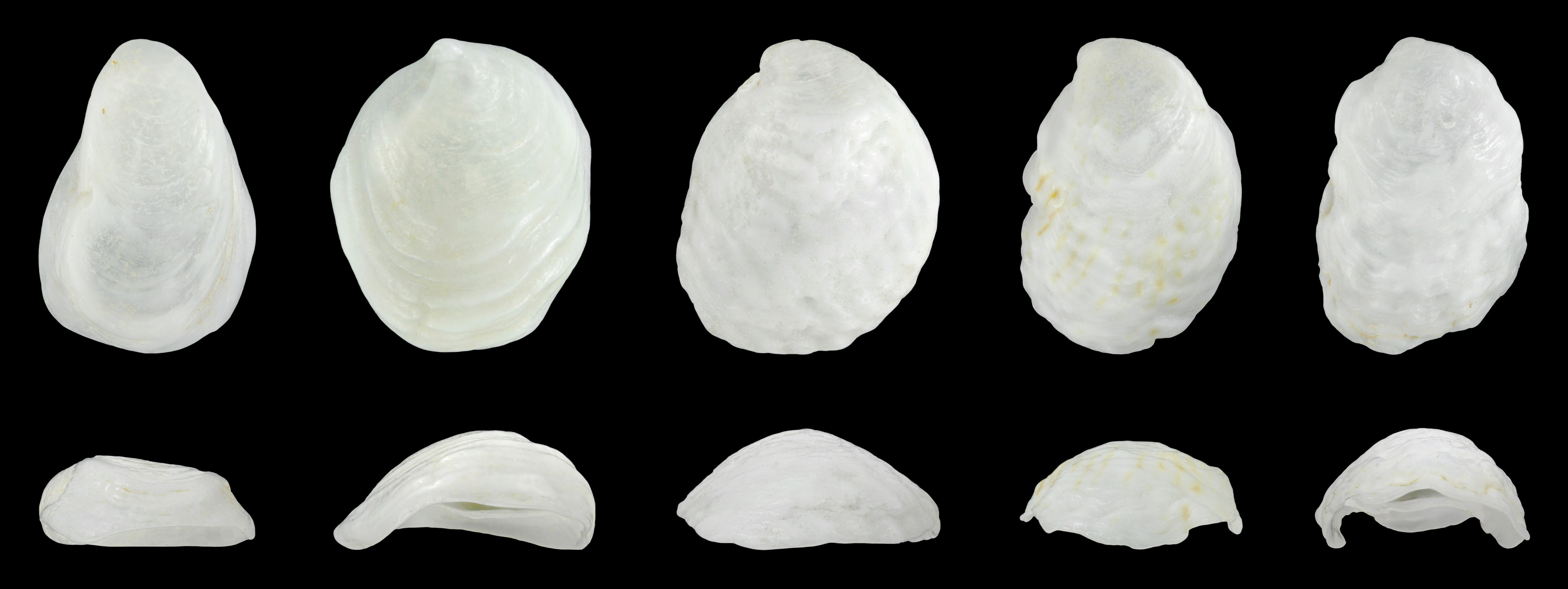 Crepidula goreensis - variability