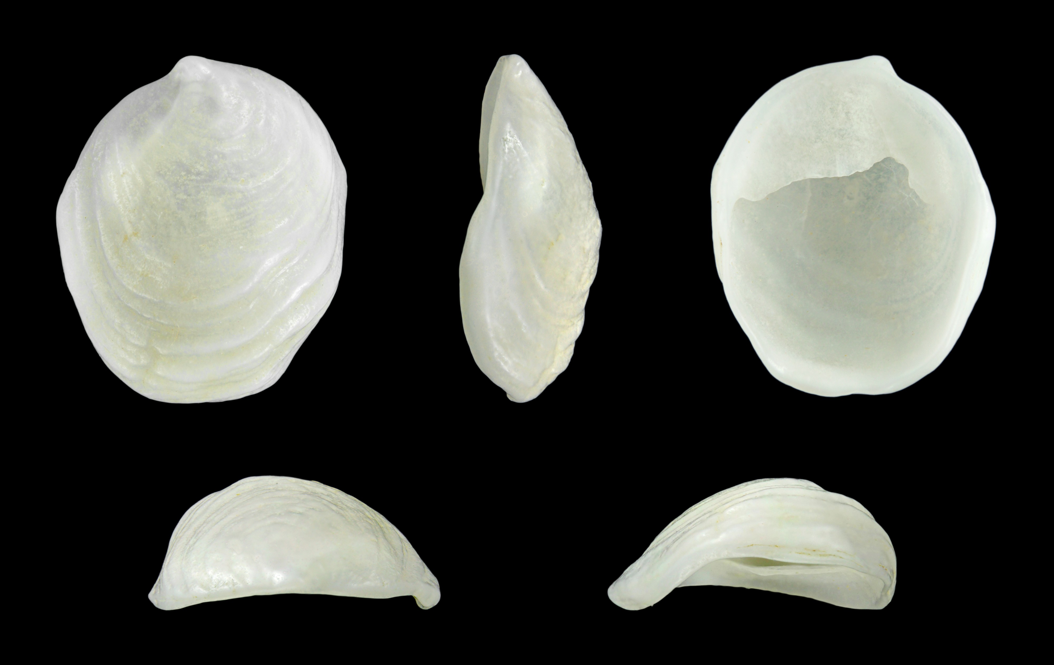 Crepidula goreensis 01