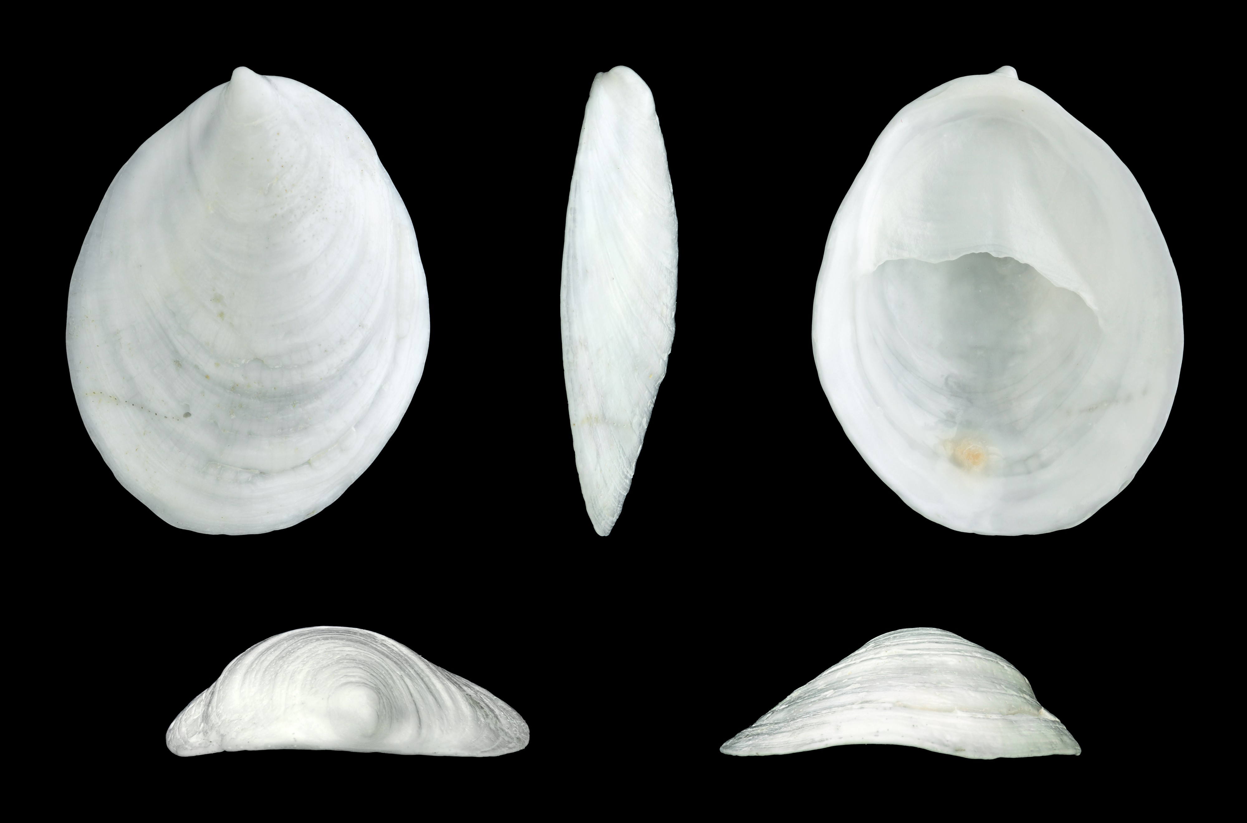 Crepidula unguiformis 01