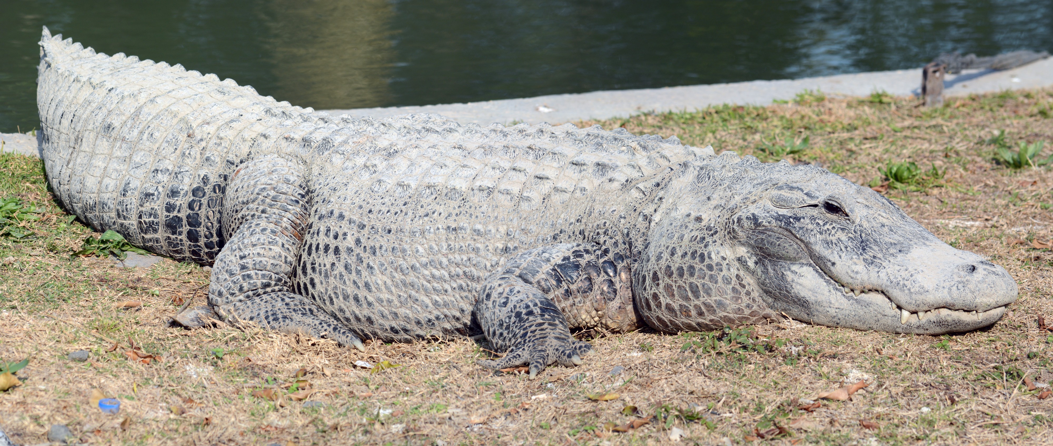 Crocodiles in Hamat Gader 02