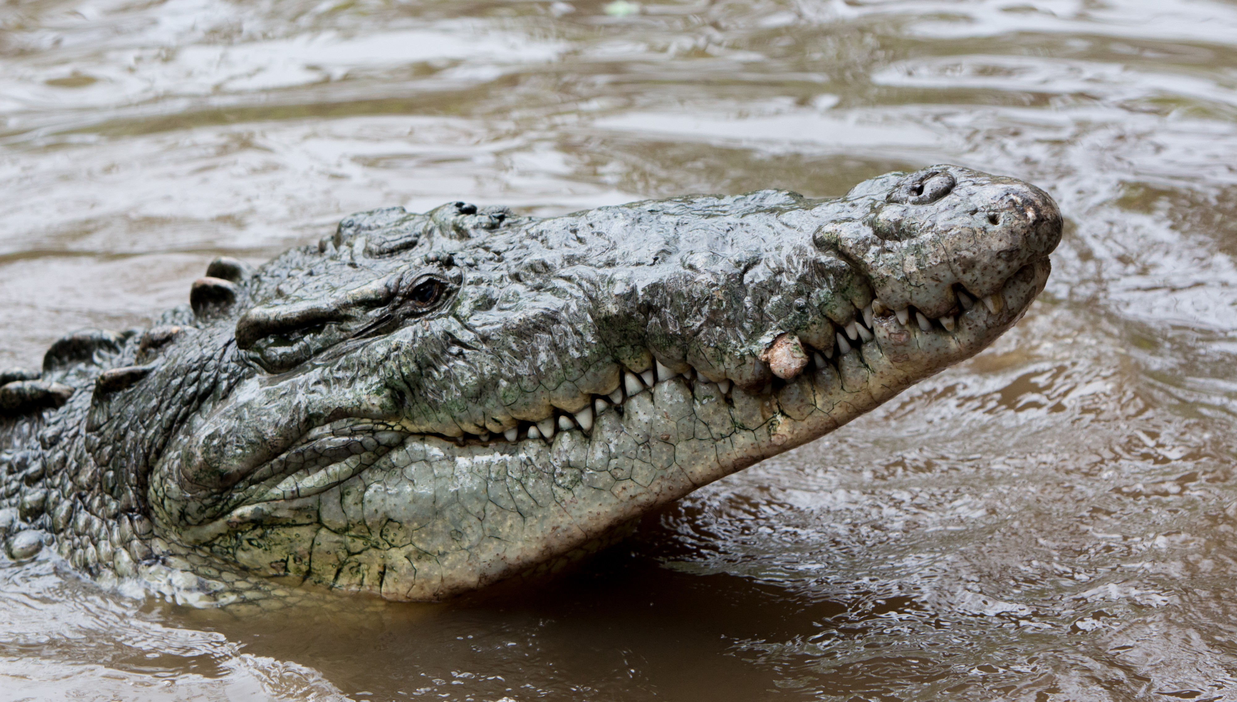 Crocodylus acutus in la manzanilla 2
