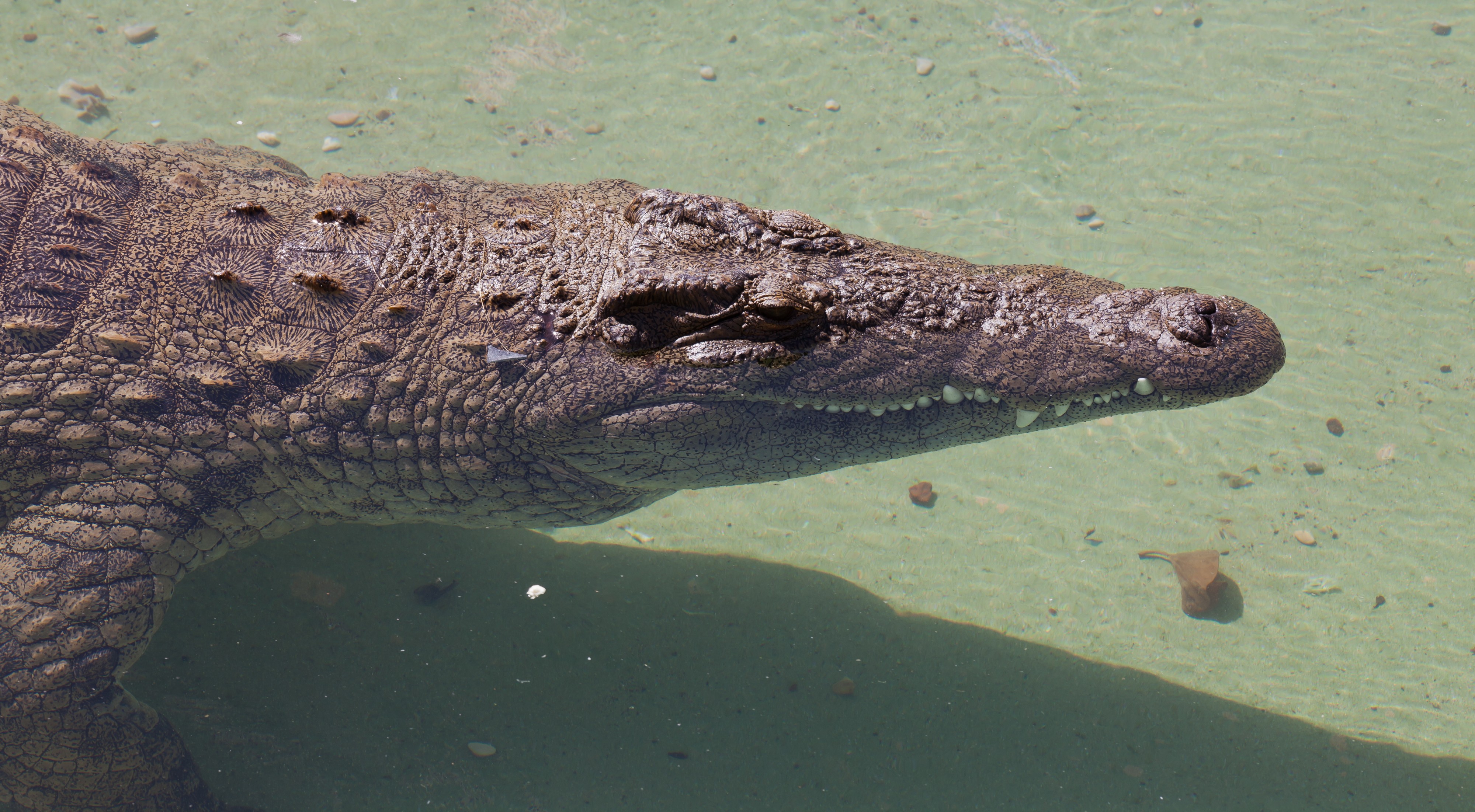 Crocodylus niloticus - Rancho Texas Park - Tías - Lanzarote -PC15