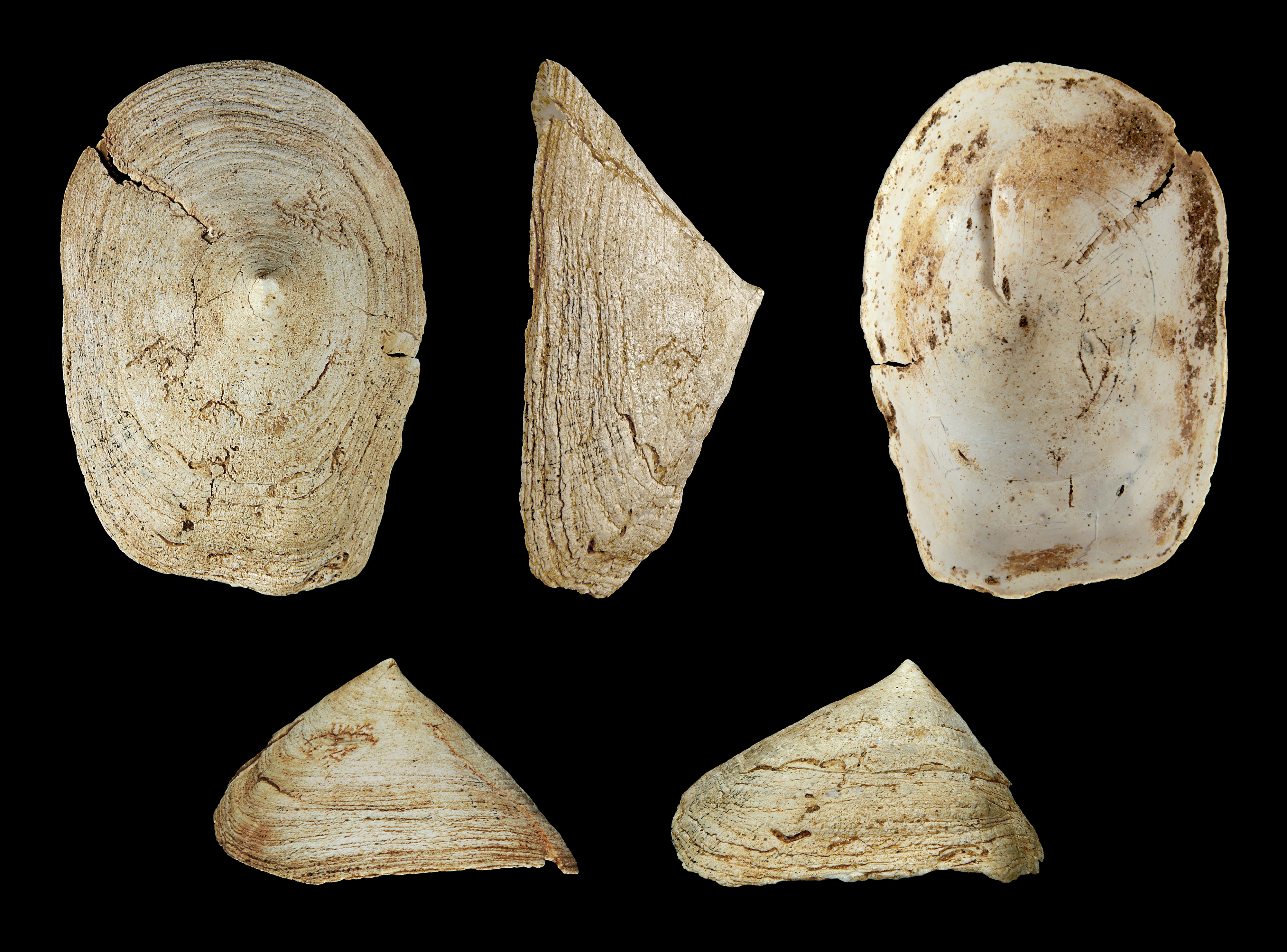 Crucibulum deformis 01