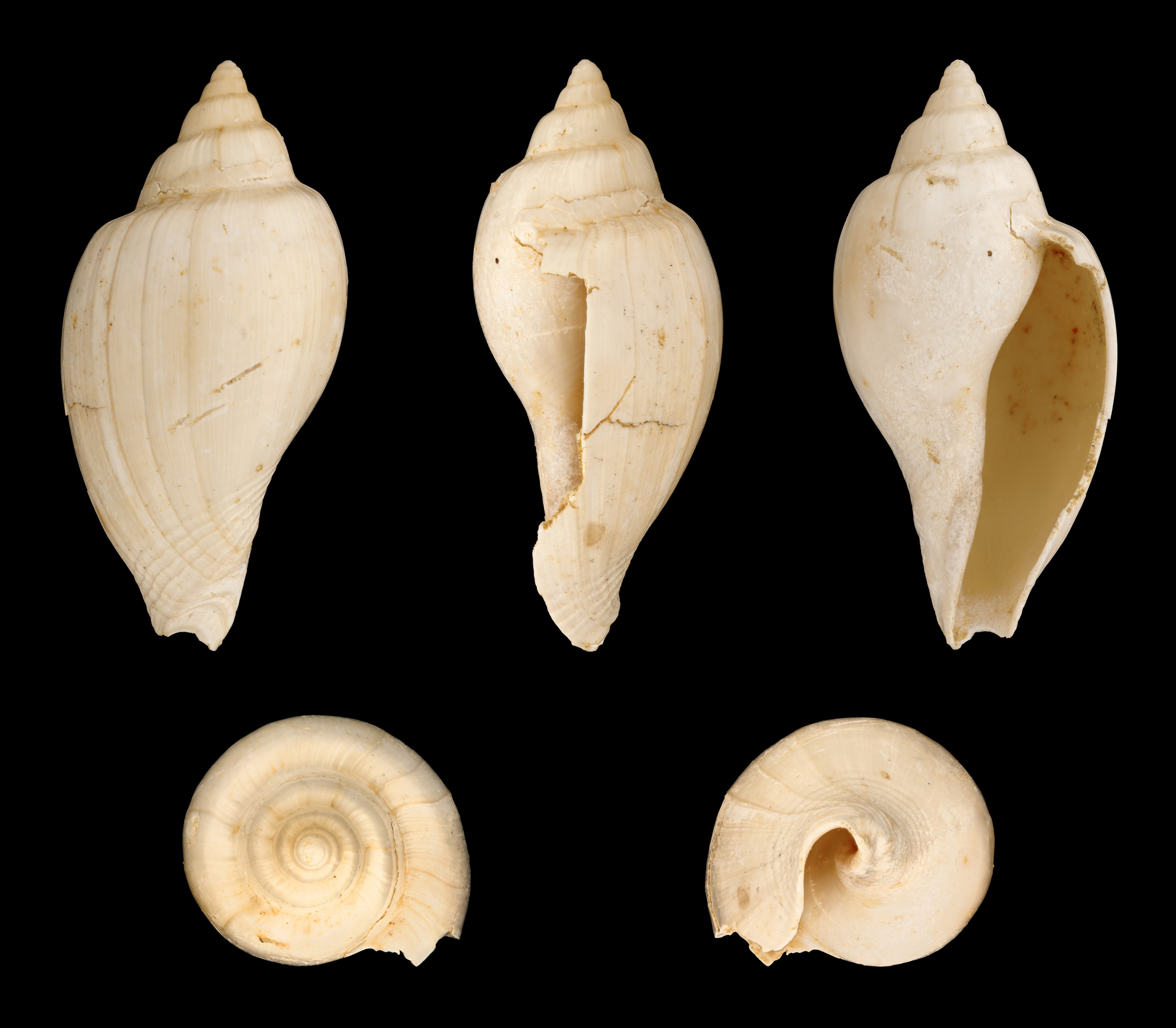 Cryptochorda stromboides 01