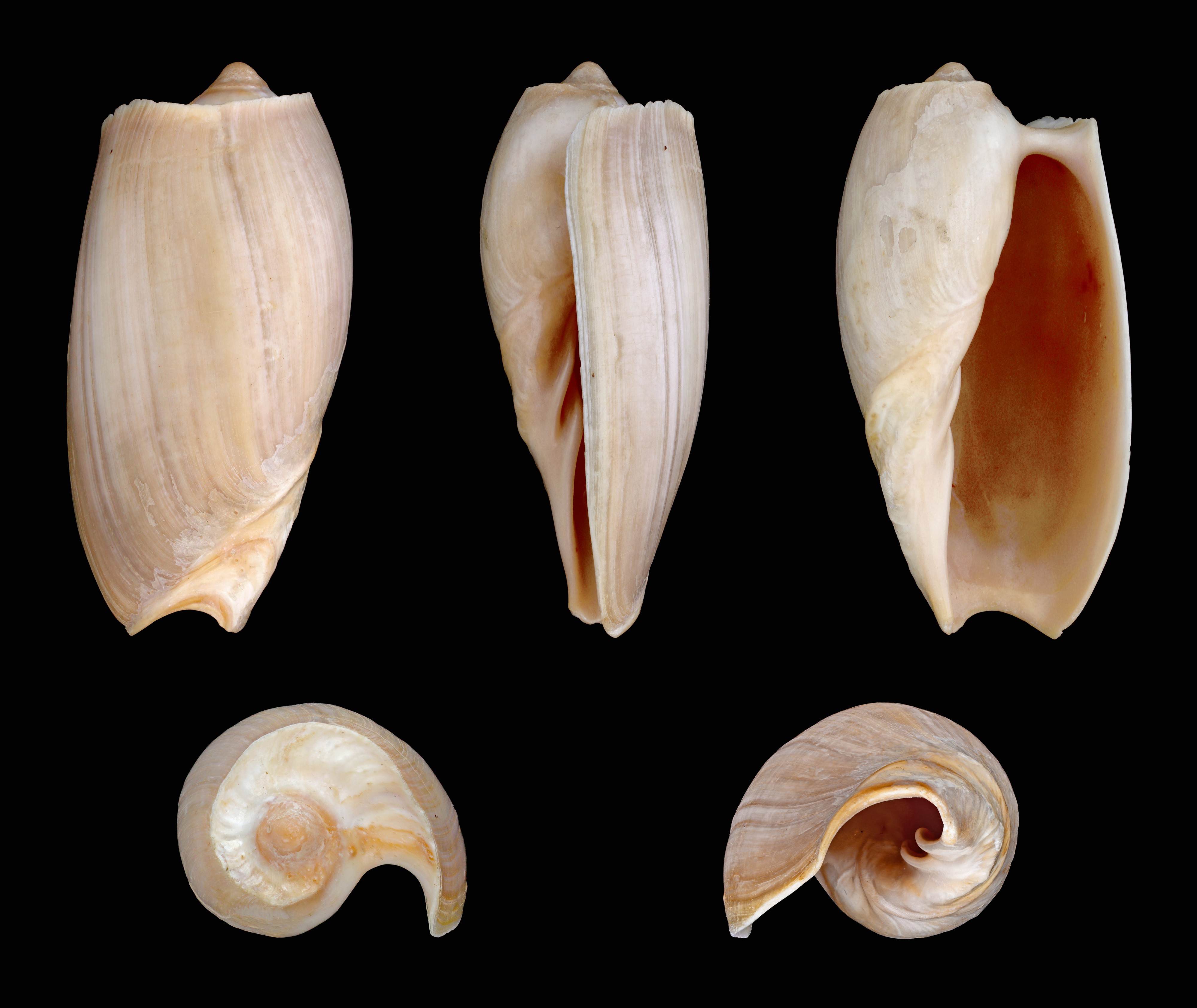 Cymbium souliei 01