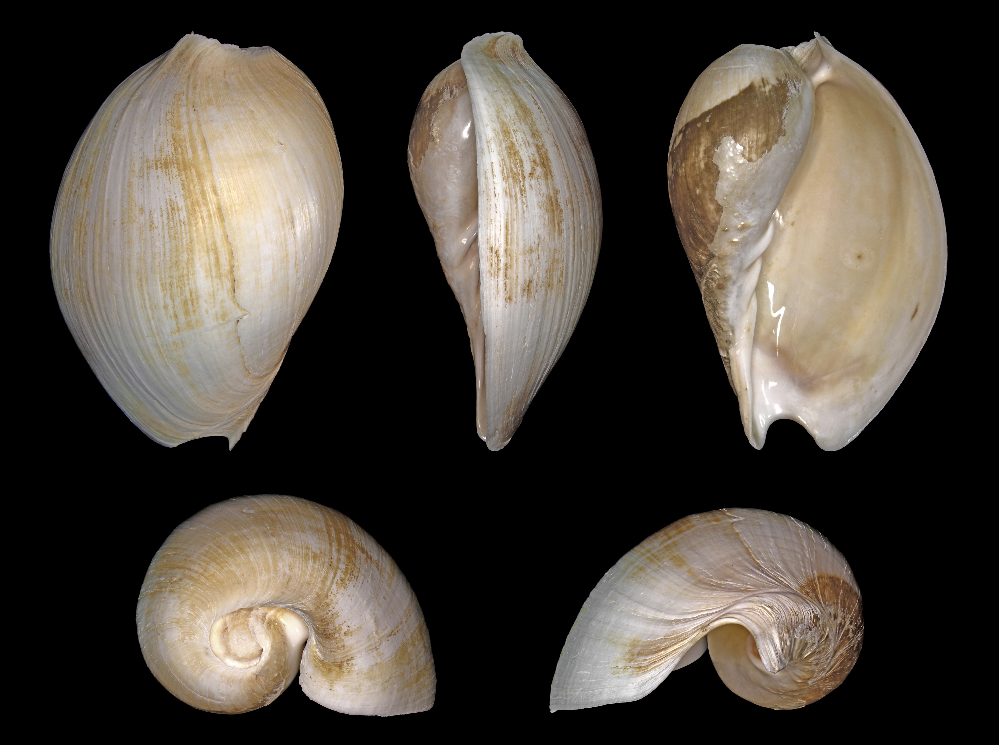 Cymbium tritonis 07