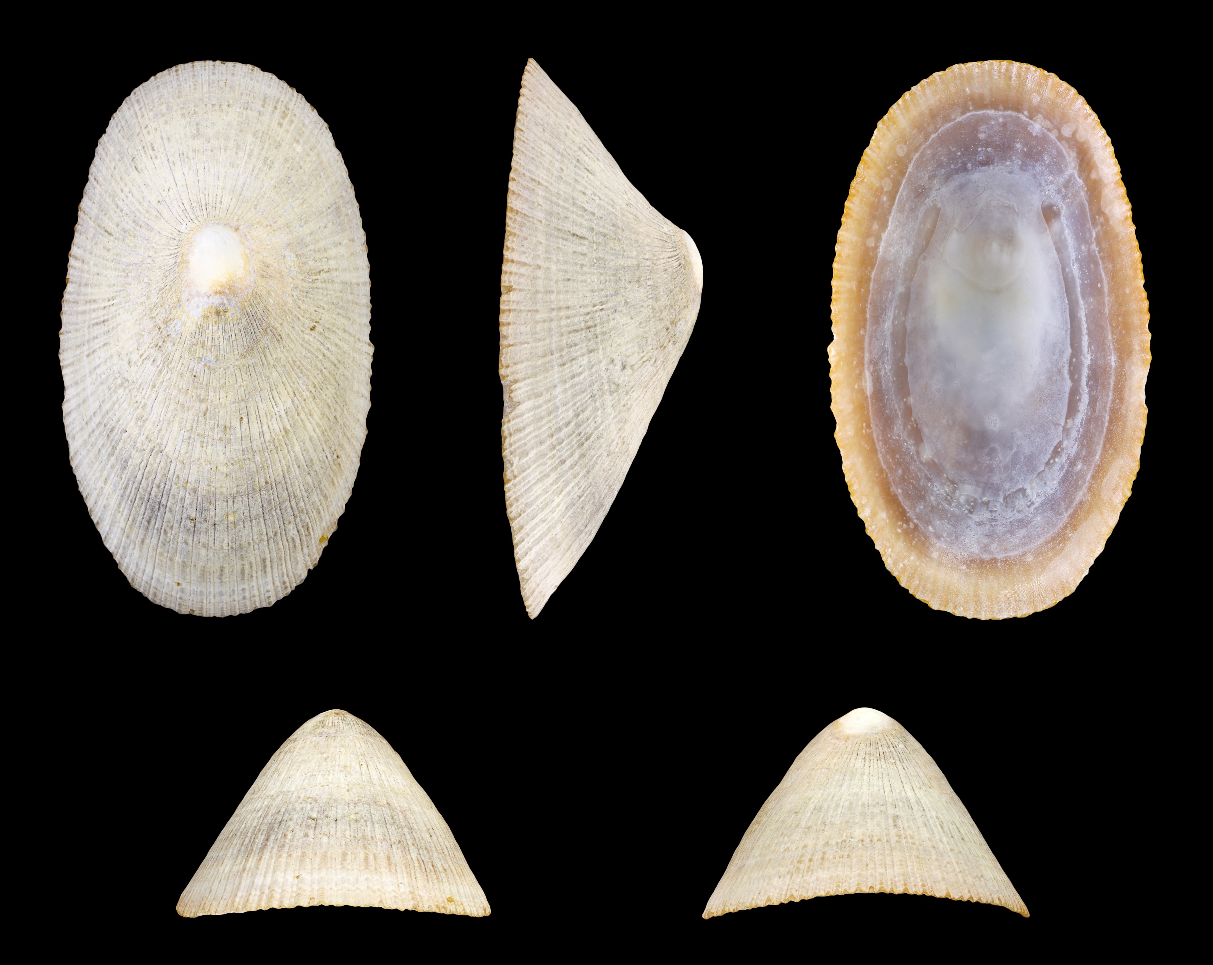 Cymbula compressa 01