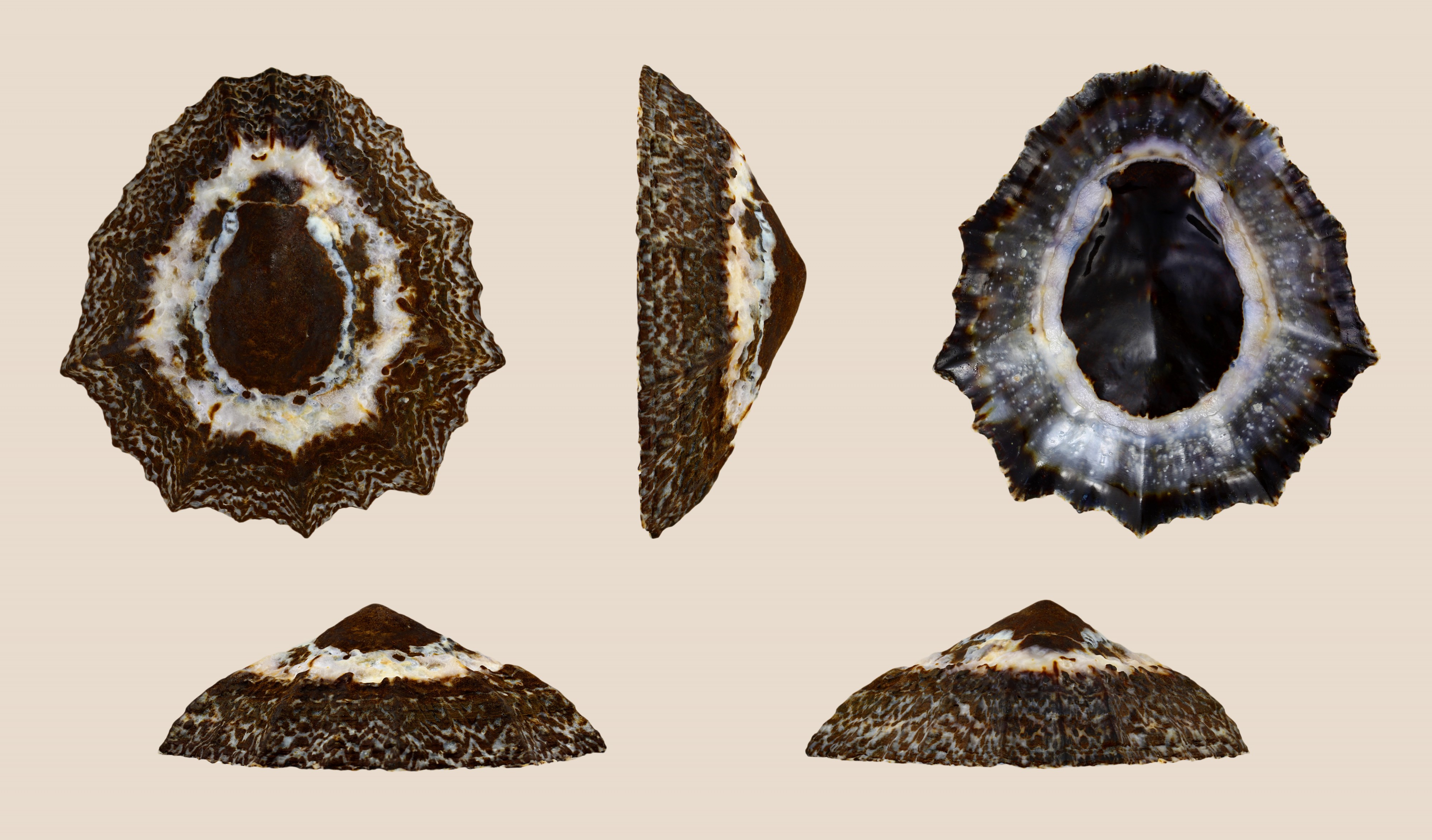 Cymbula granatina 01