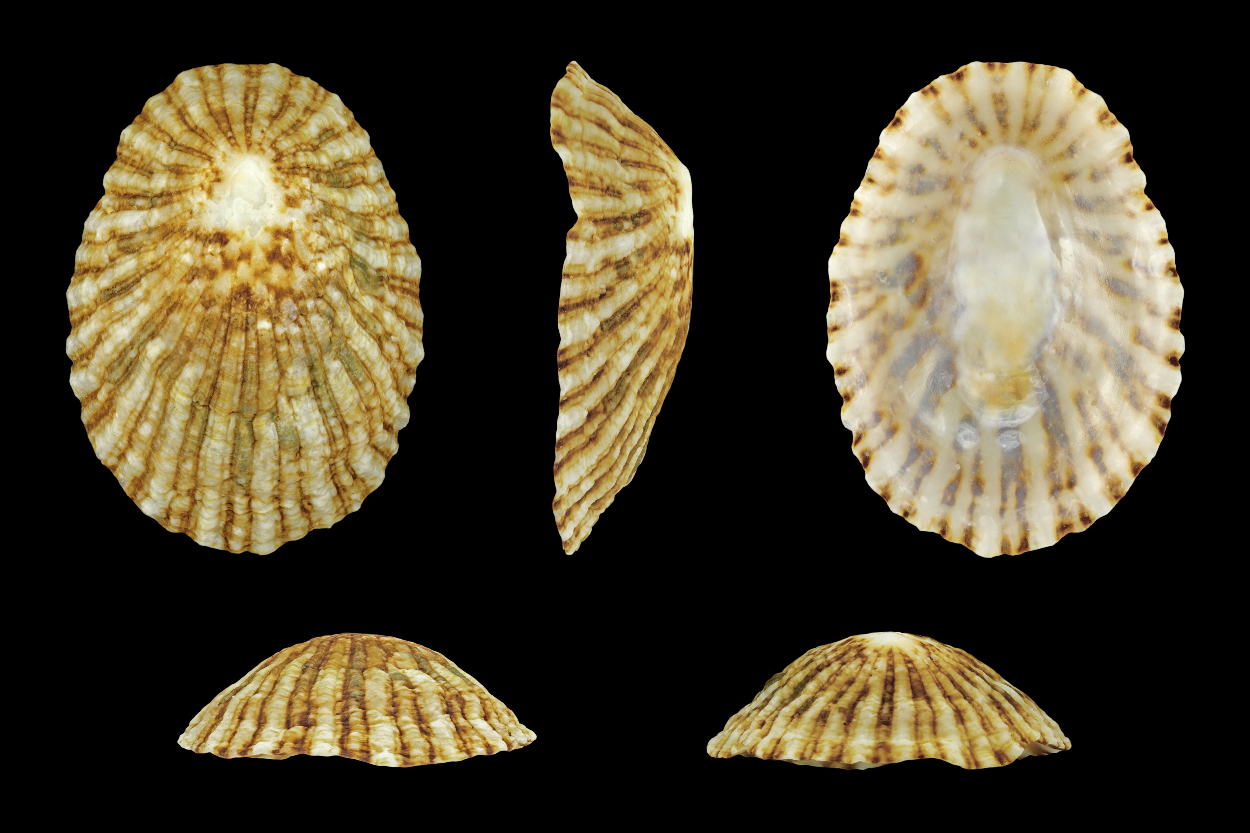 Cymbula safiana 01