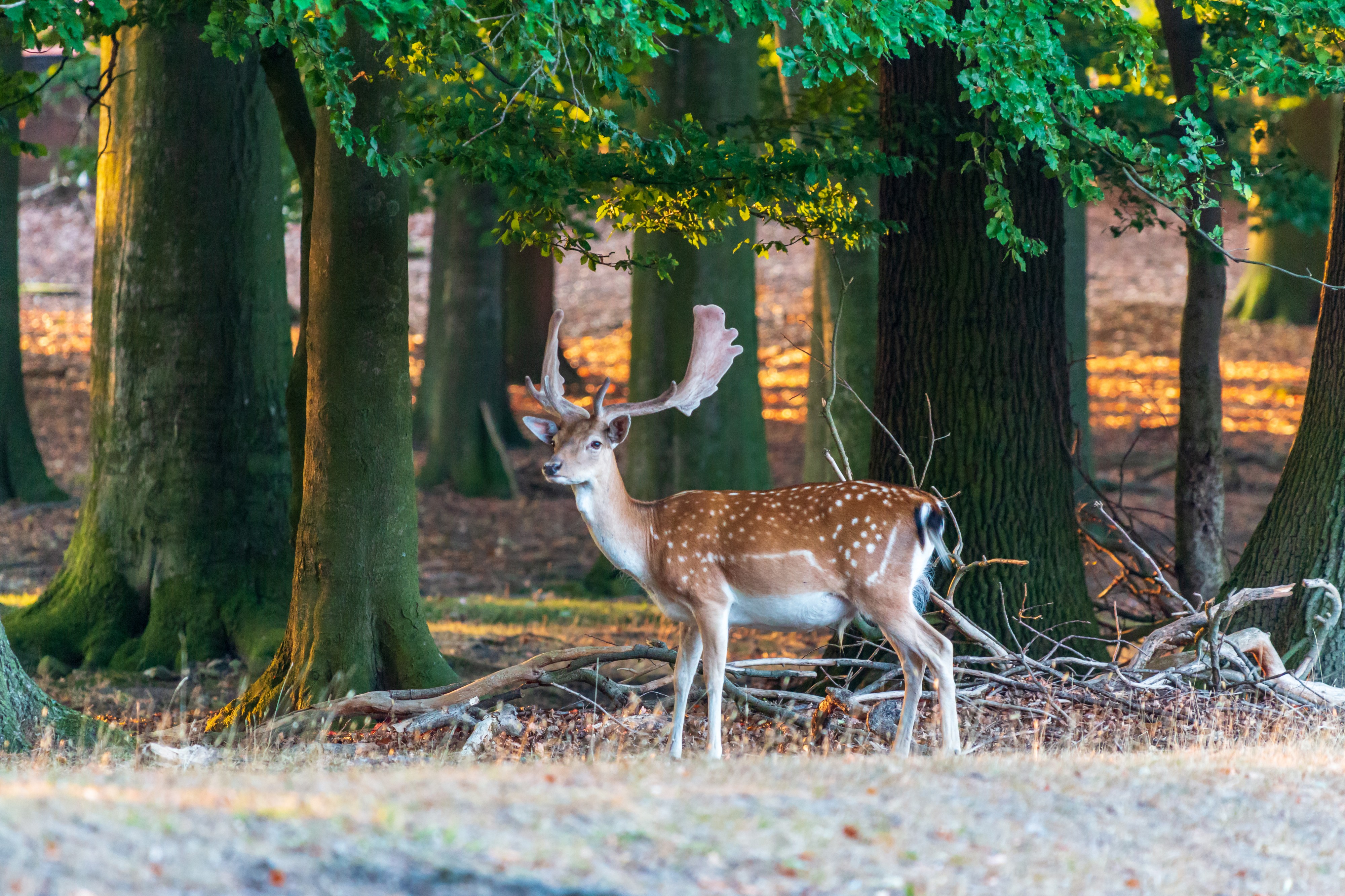 Dülmen, Wildpark -- 2018 -- 3756