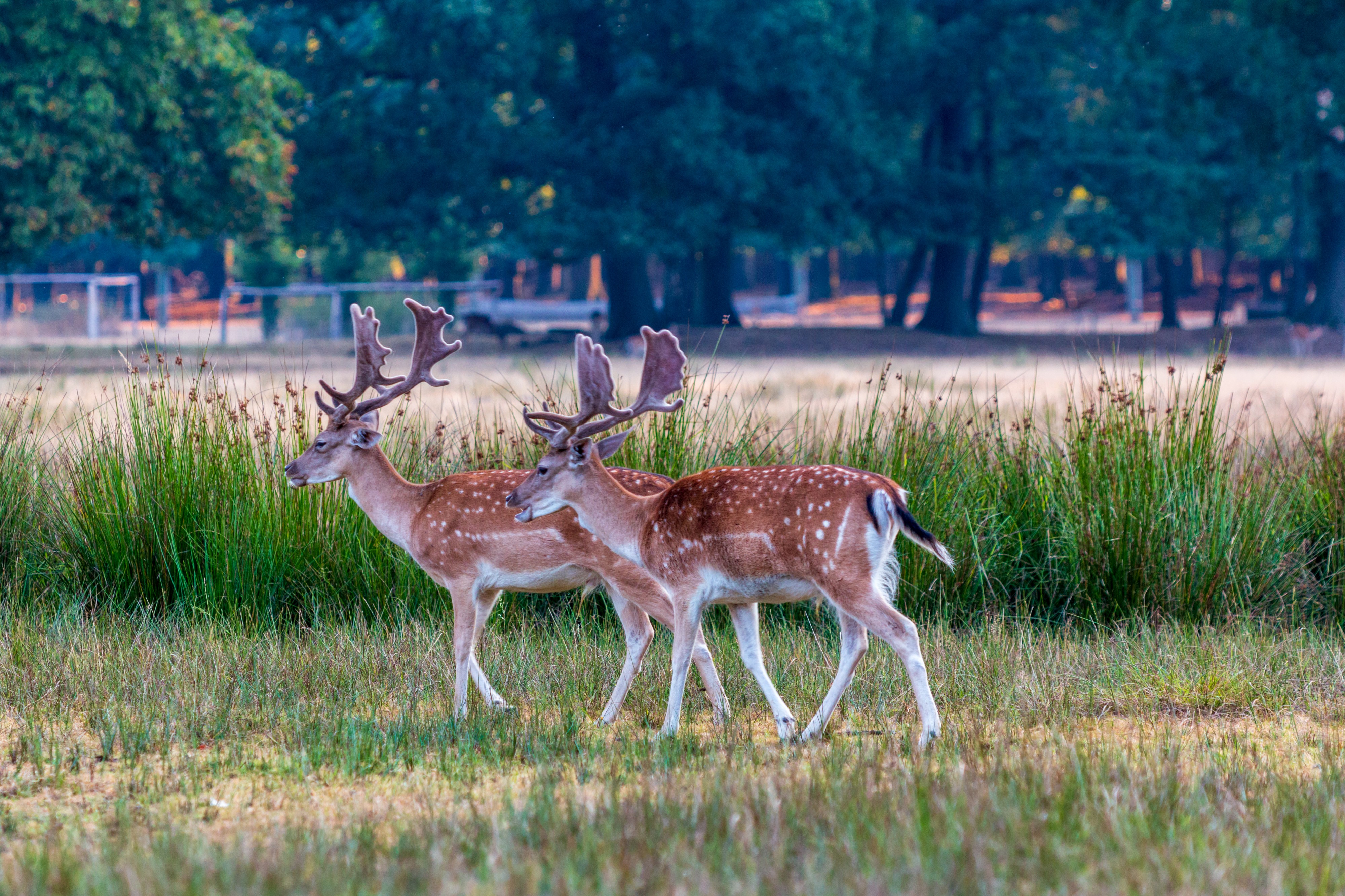Dülmen, Wildpark -- 2018 -- 3789