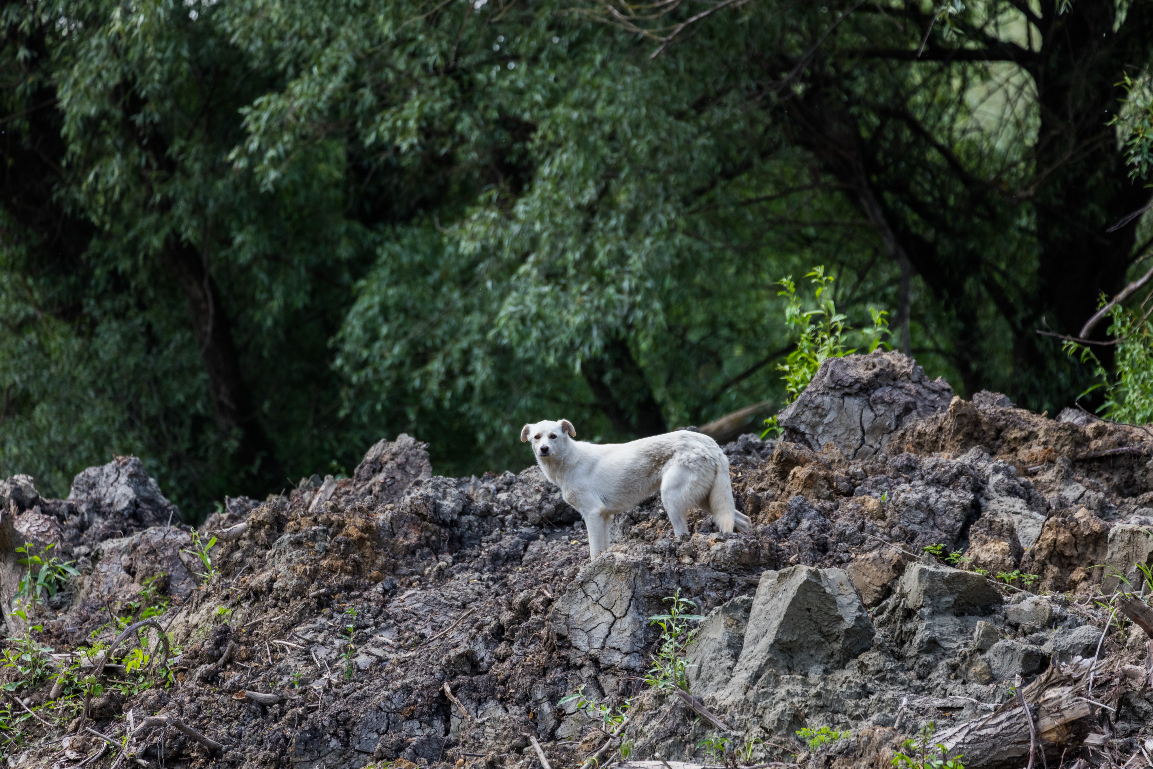 Delta del Danubio, Rumanía, 2016-05-28, DD 37