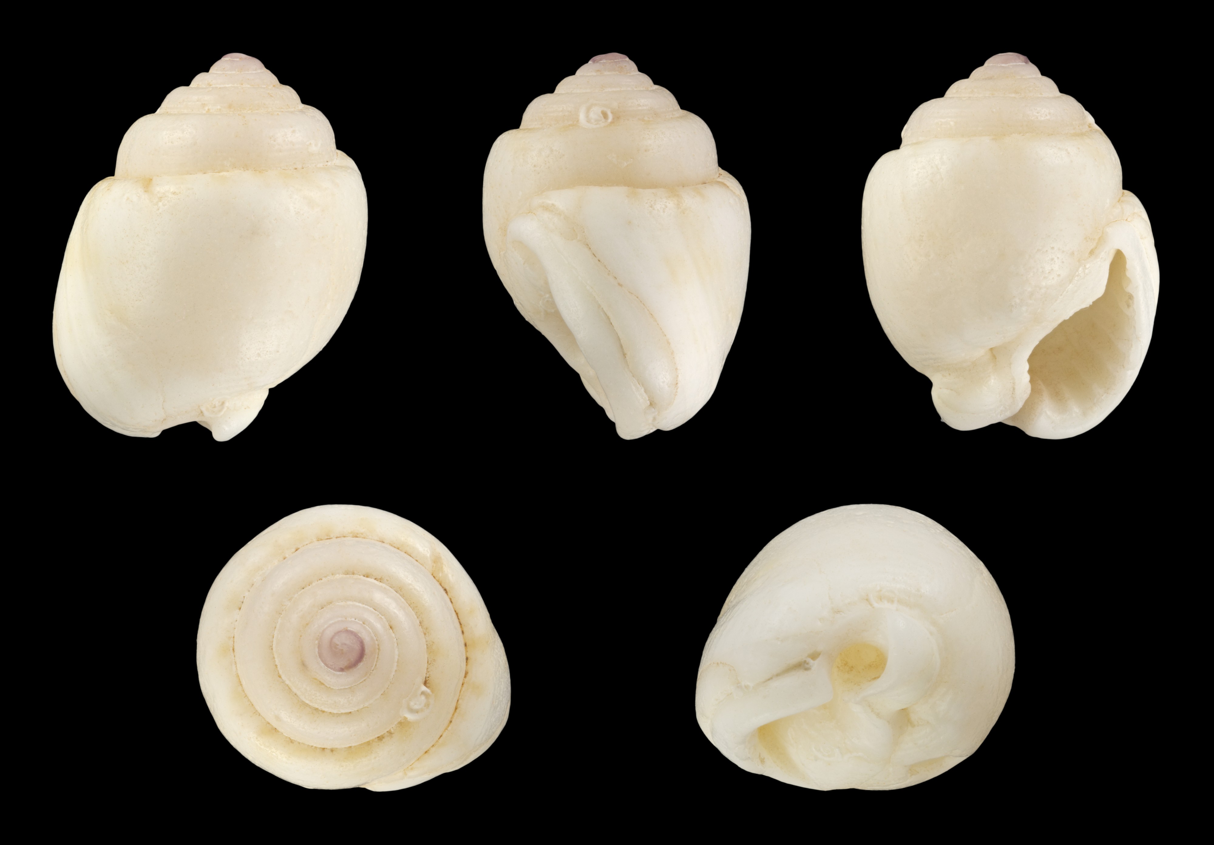 Demoulia obtusata 01