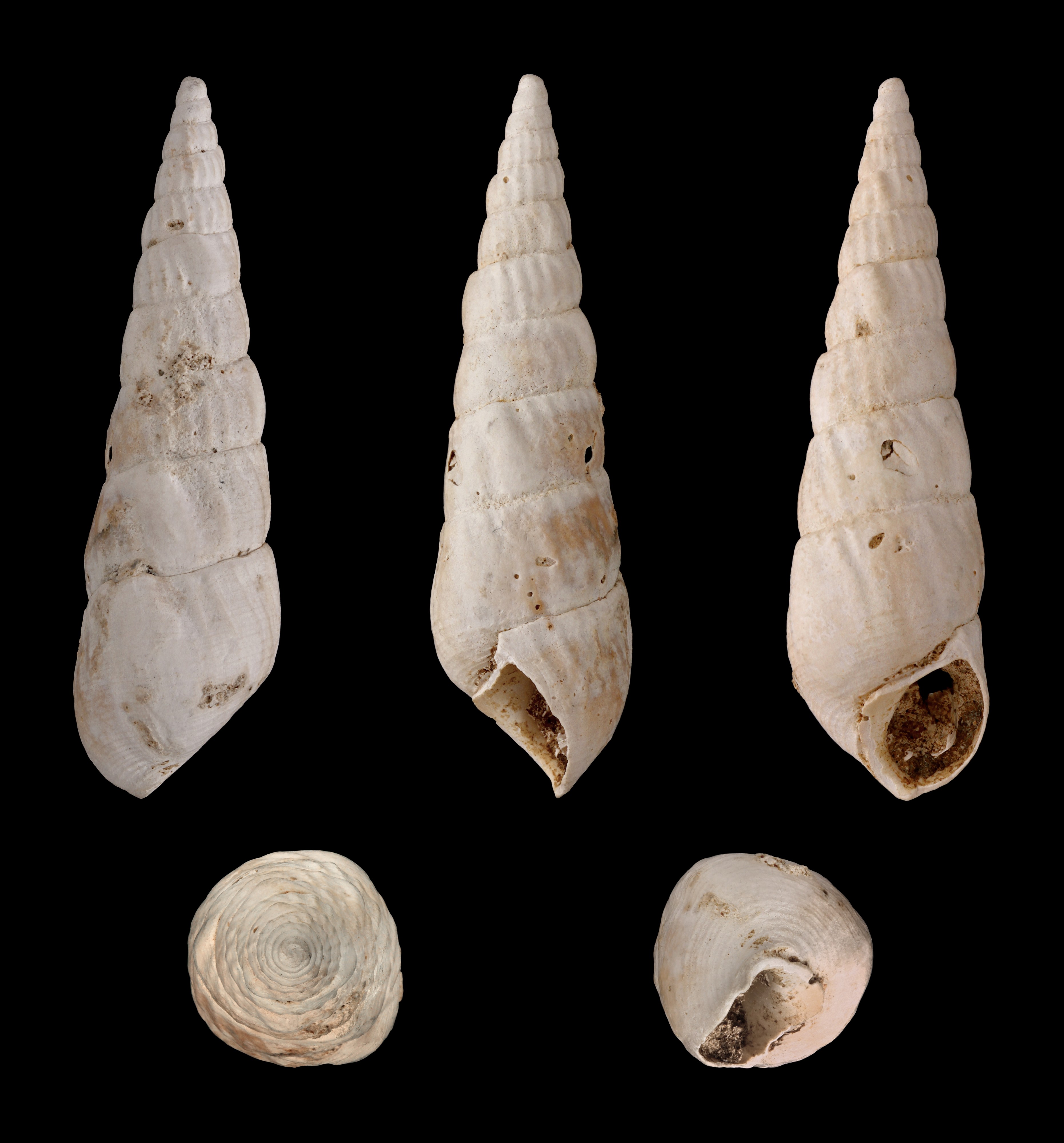 Diastoma costellatum 01
