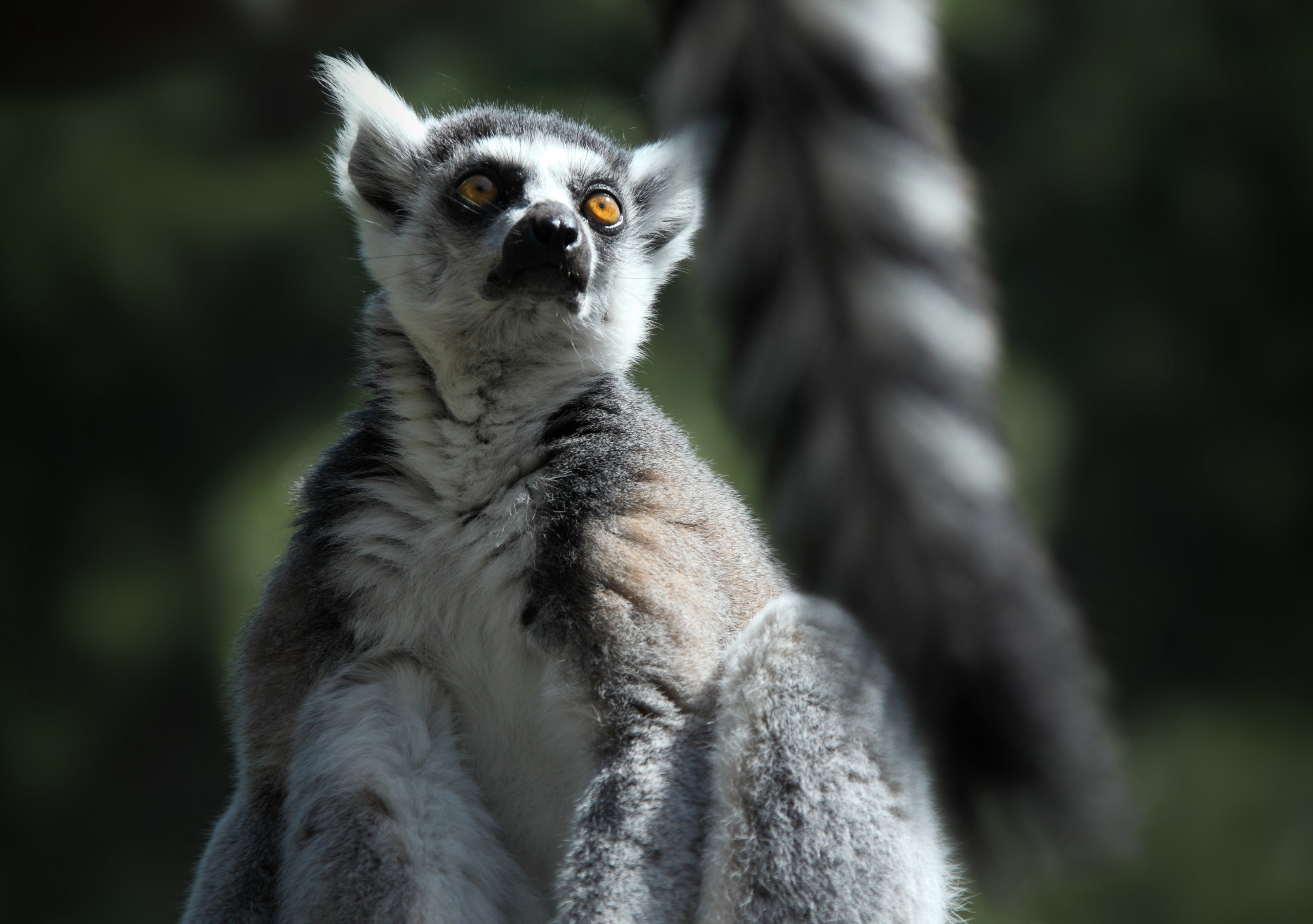 Different Ends of Different Lemurs (17985671938)