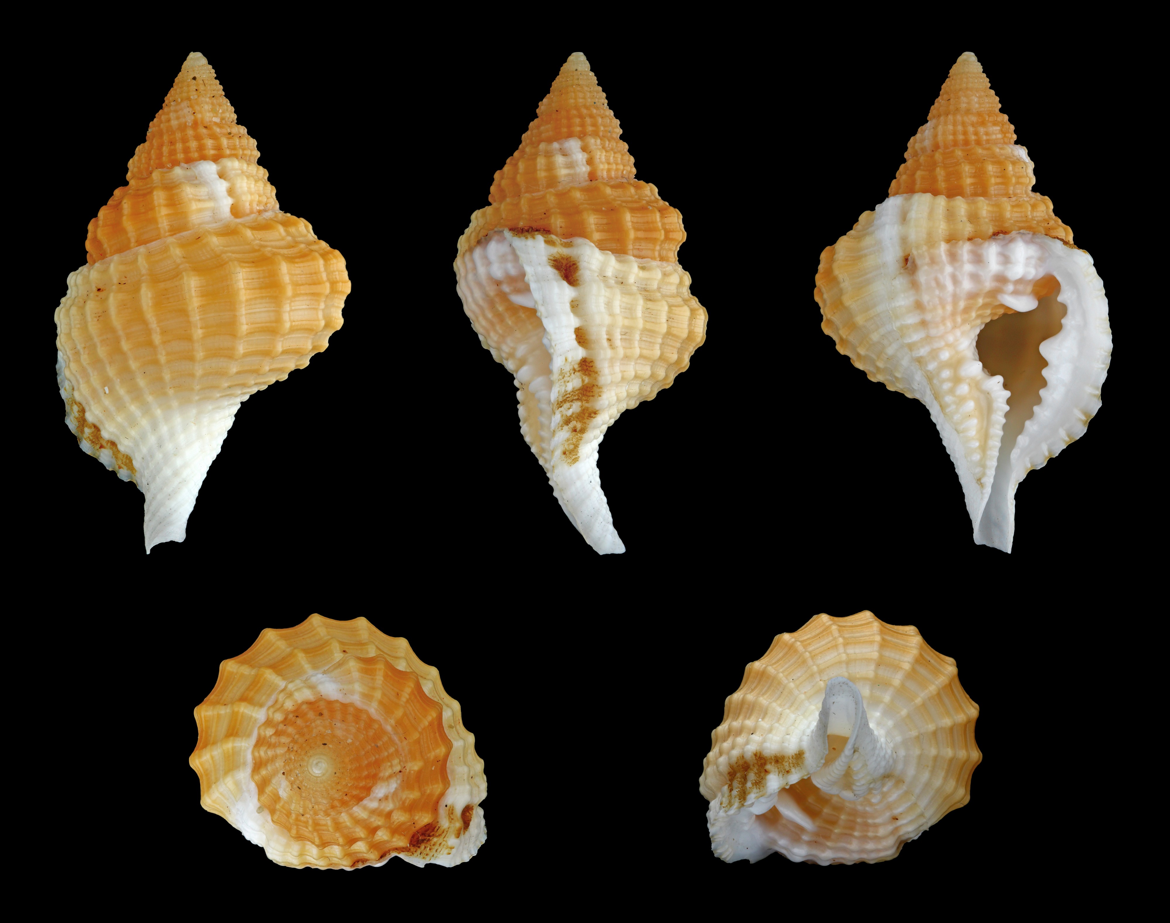 Distorsio decipiens 01