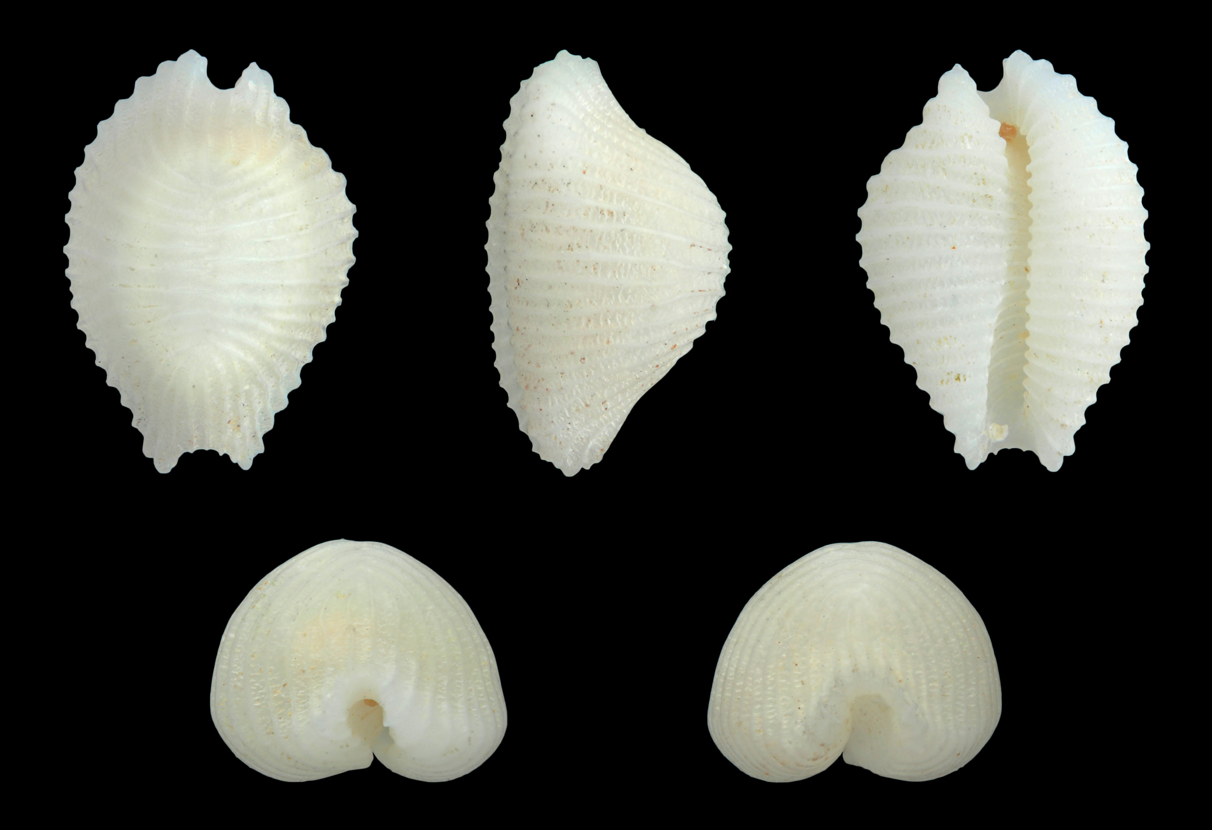 Dolichupis producta 01