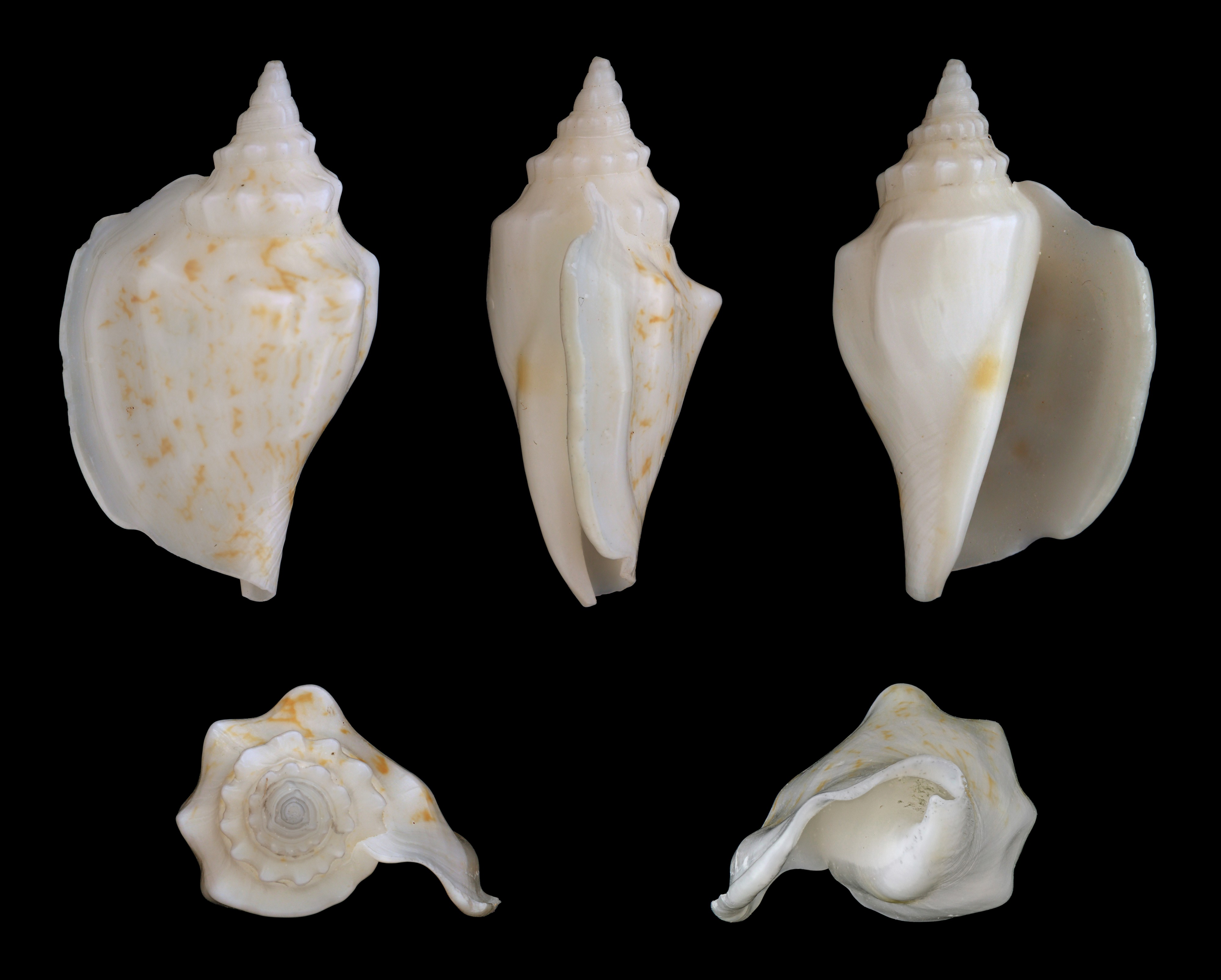 Dolomena variabilis 01