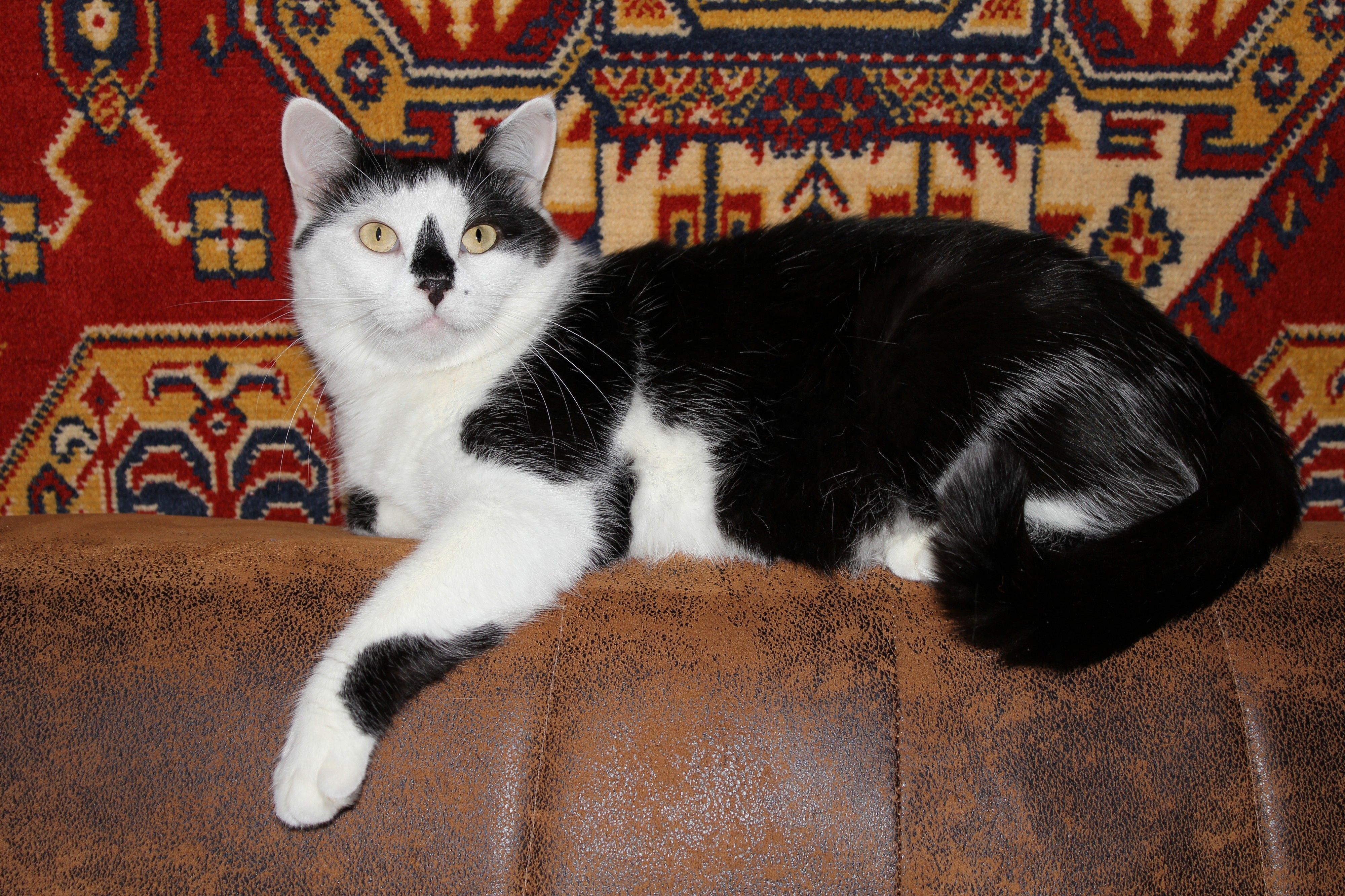 Domestic cat 2011 G02