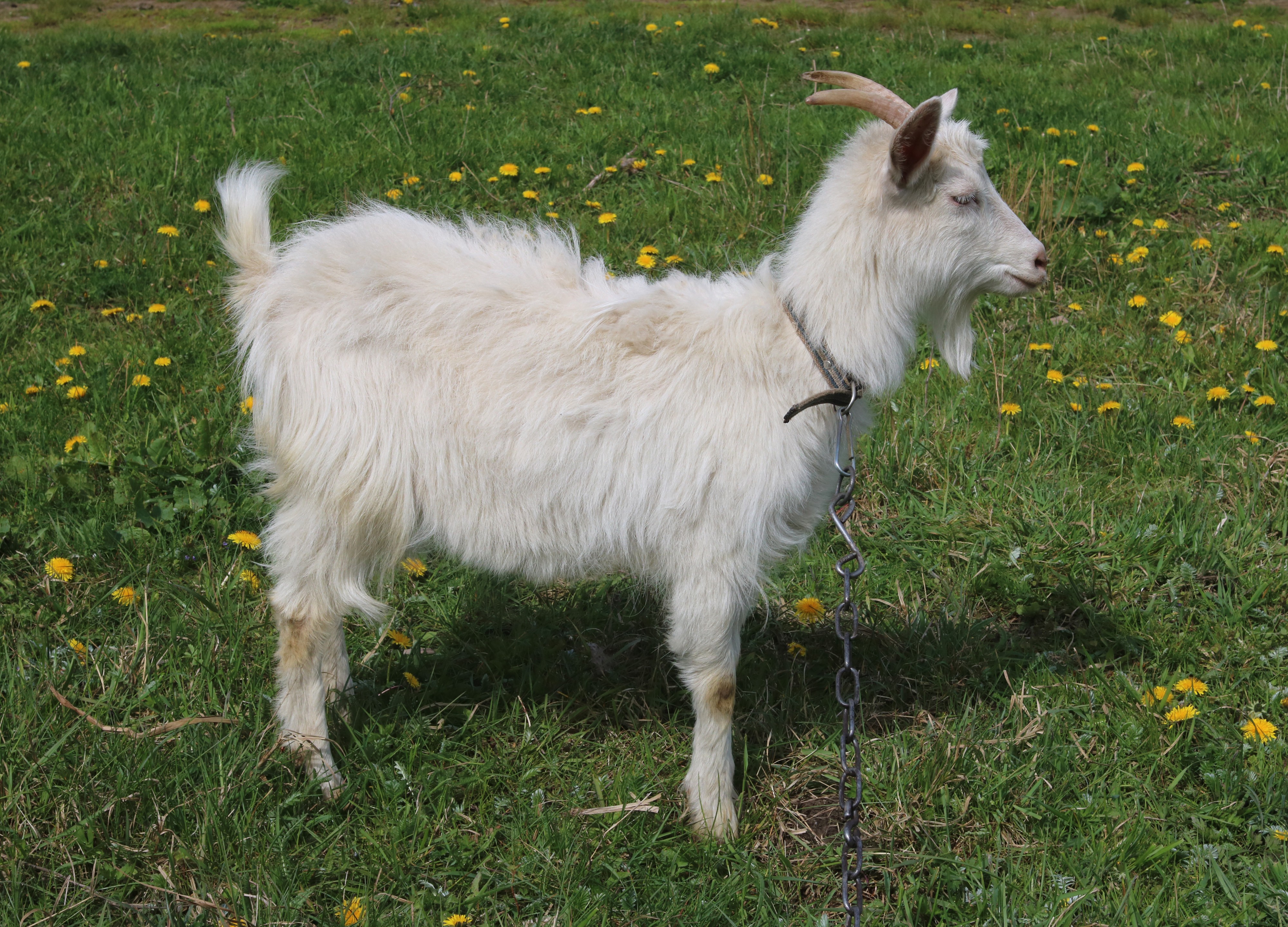 Domestic goat 2017 G3