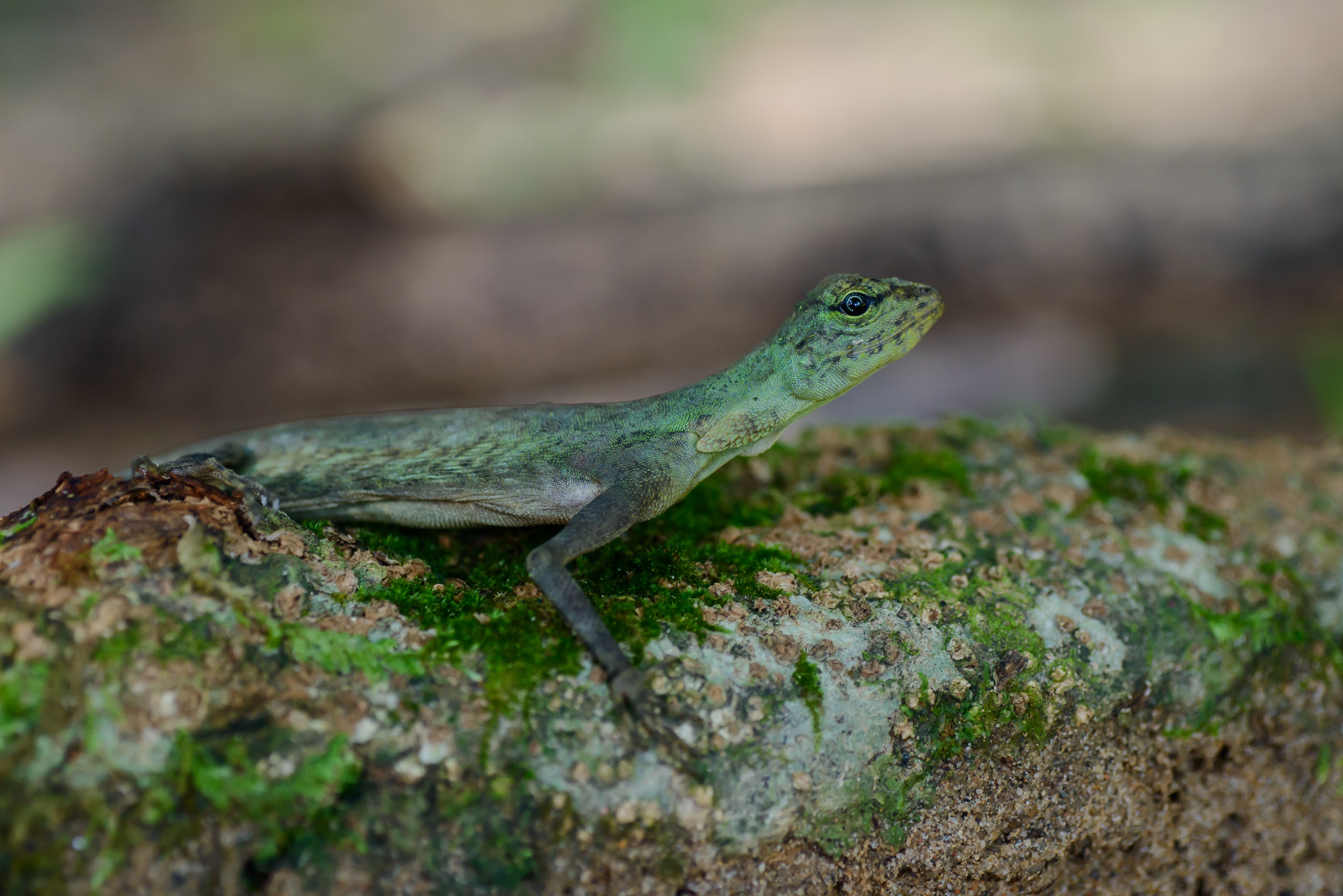 Draco blanfordii, Blanford’s flying lizard
