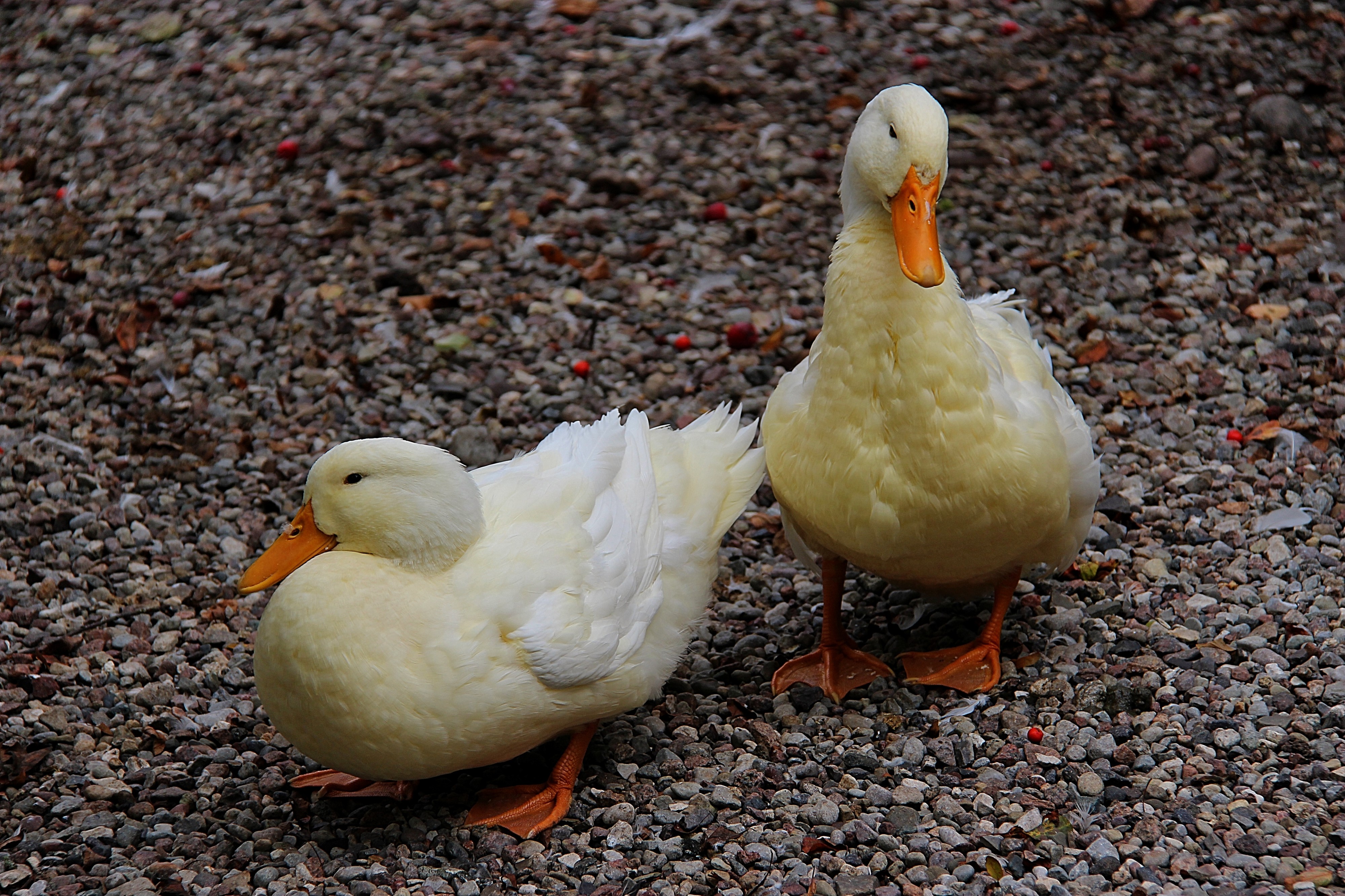 Ducks (11128183215)