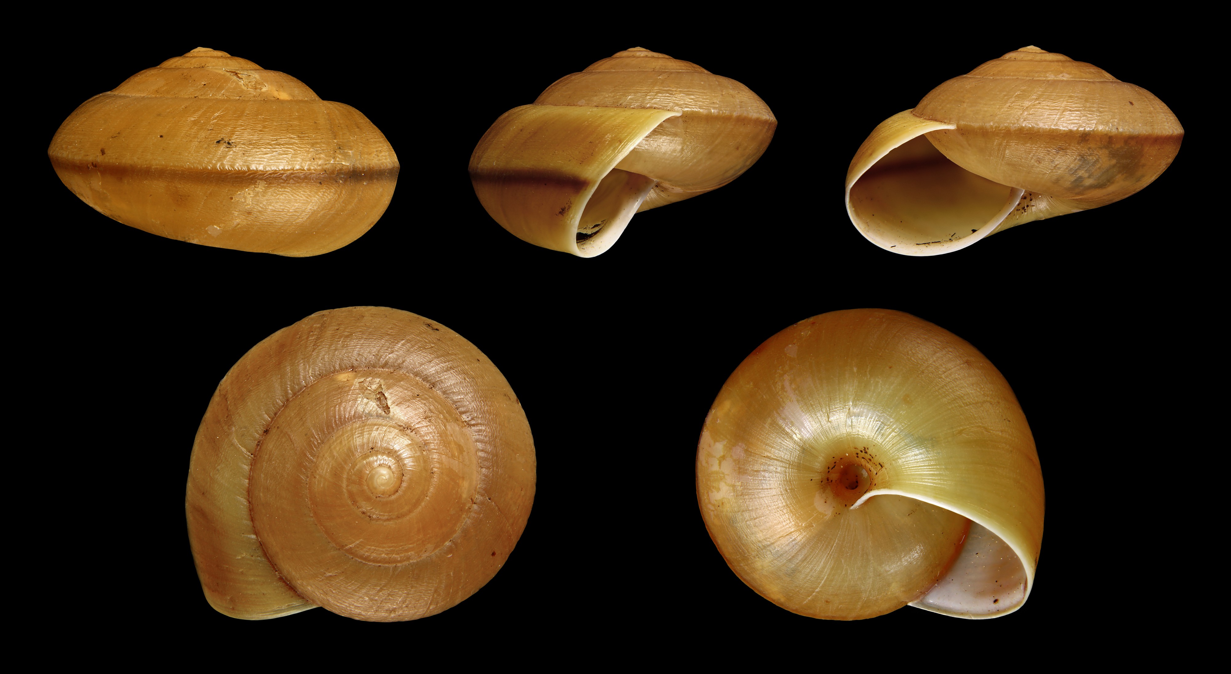 Dyakia salangana 01