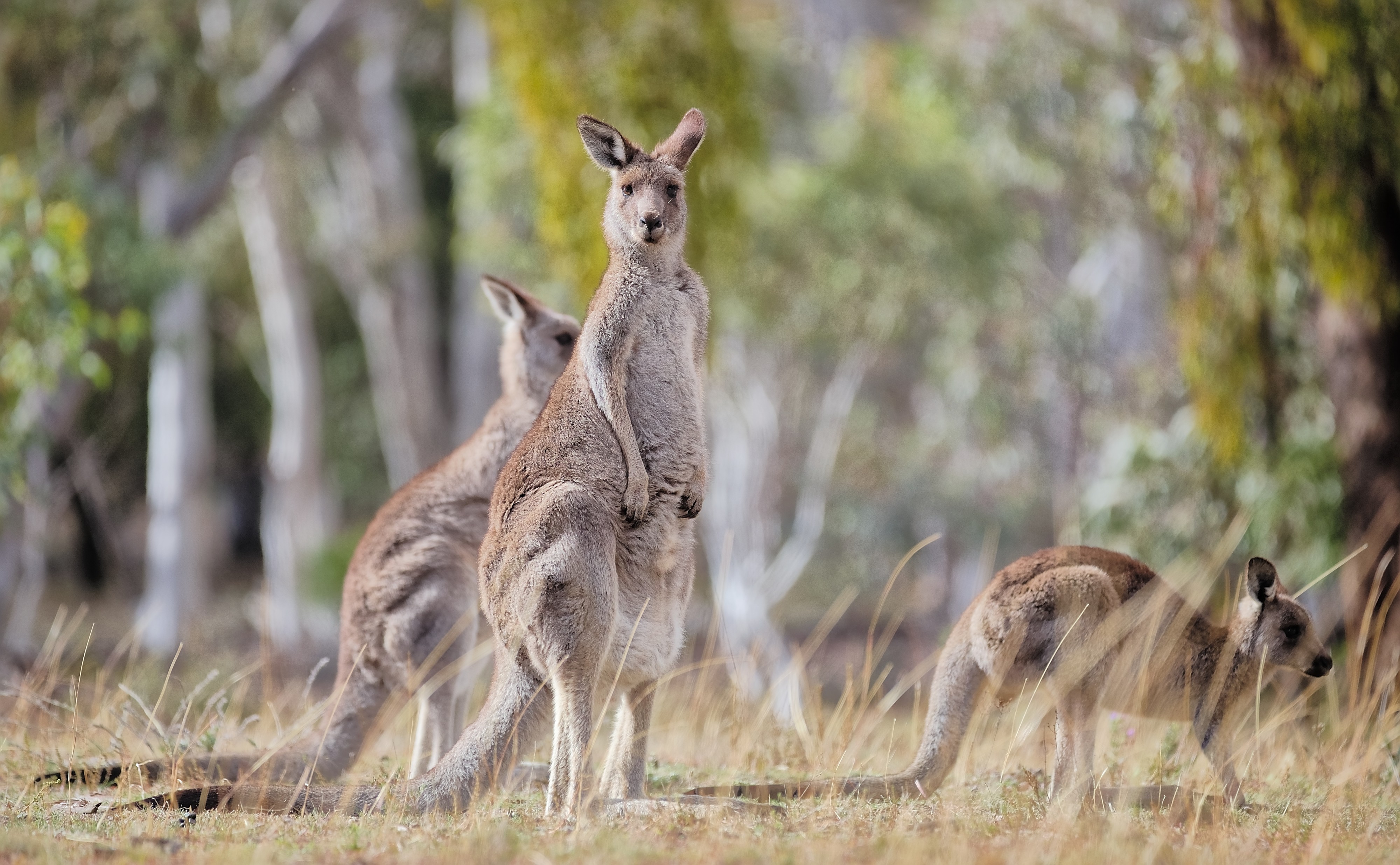 Eastern Grey kangaroo, Majura Nature Reserve ACT 02