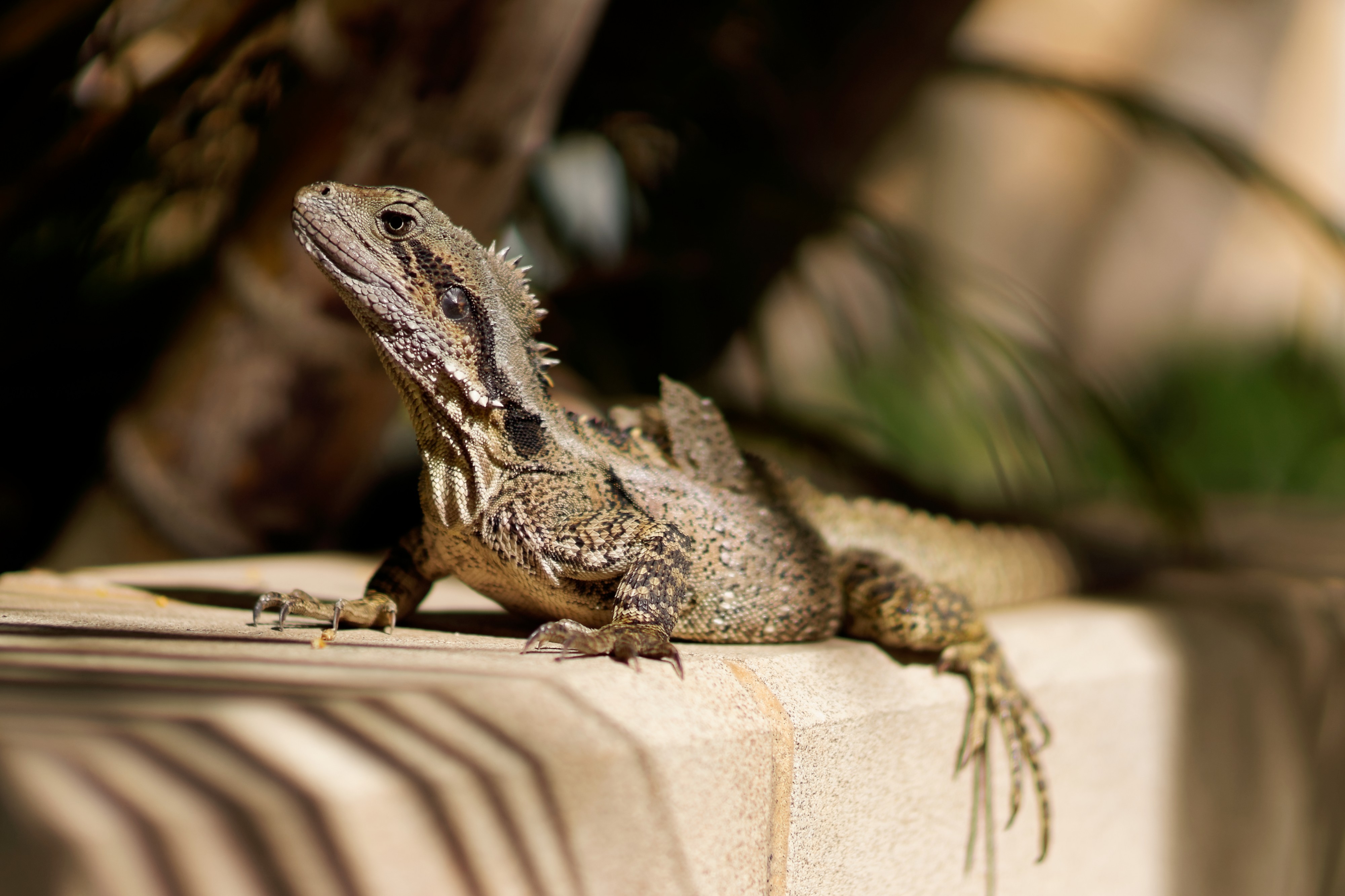 Eastern Water Dragon sitting in sun