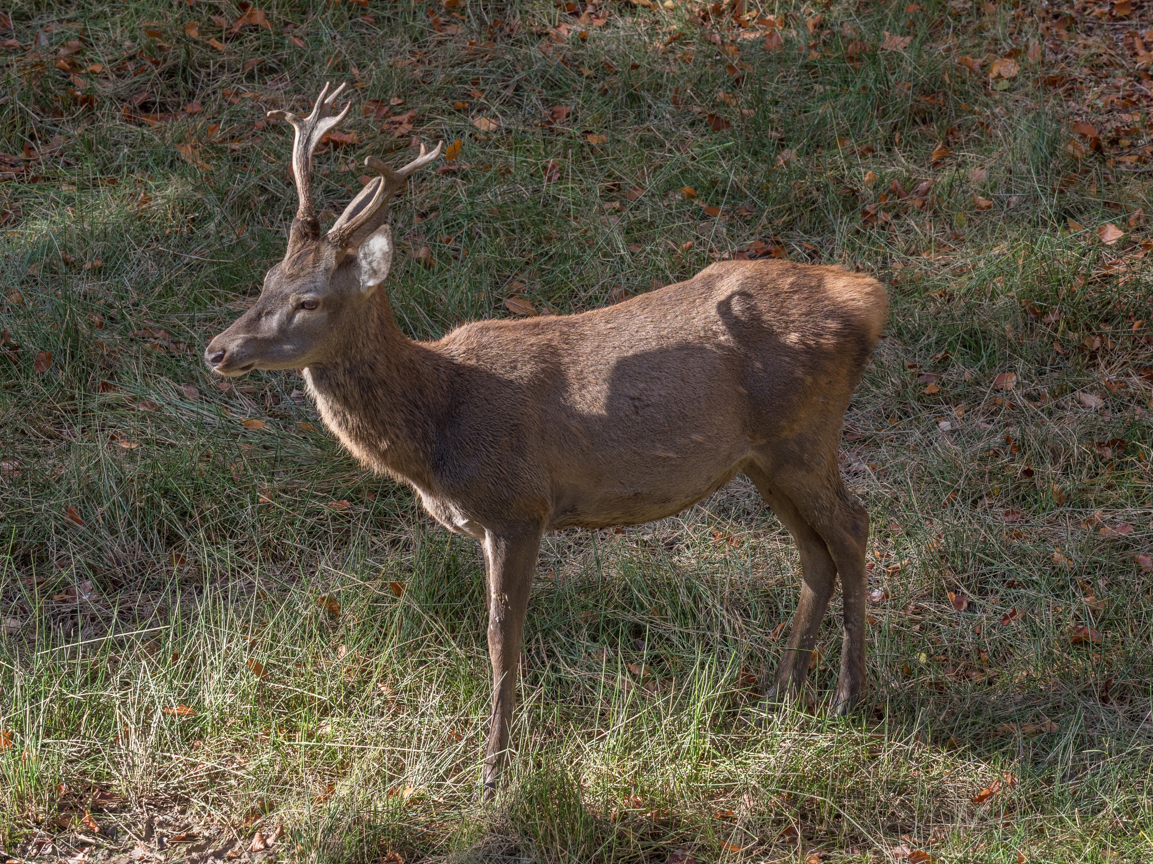 Ebrach Baumwipfelpfad Hirsch 170563