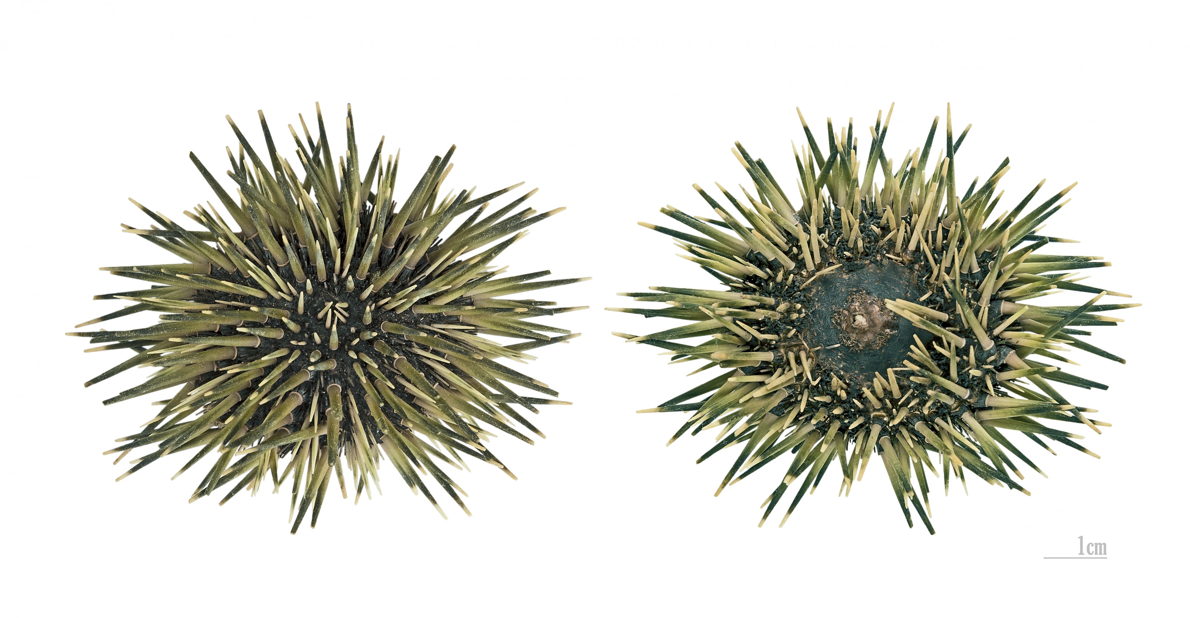 Echinometra mathaei MHNT Both sides