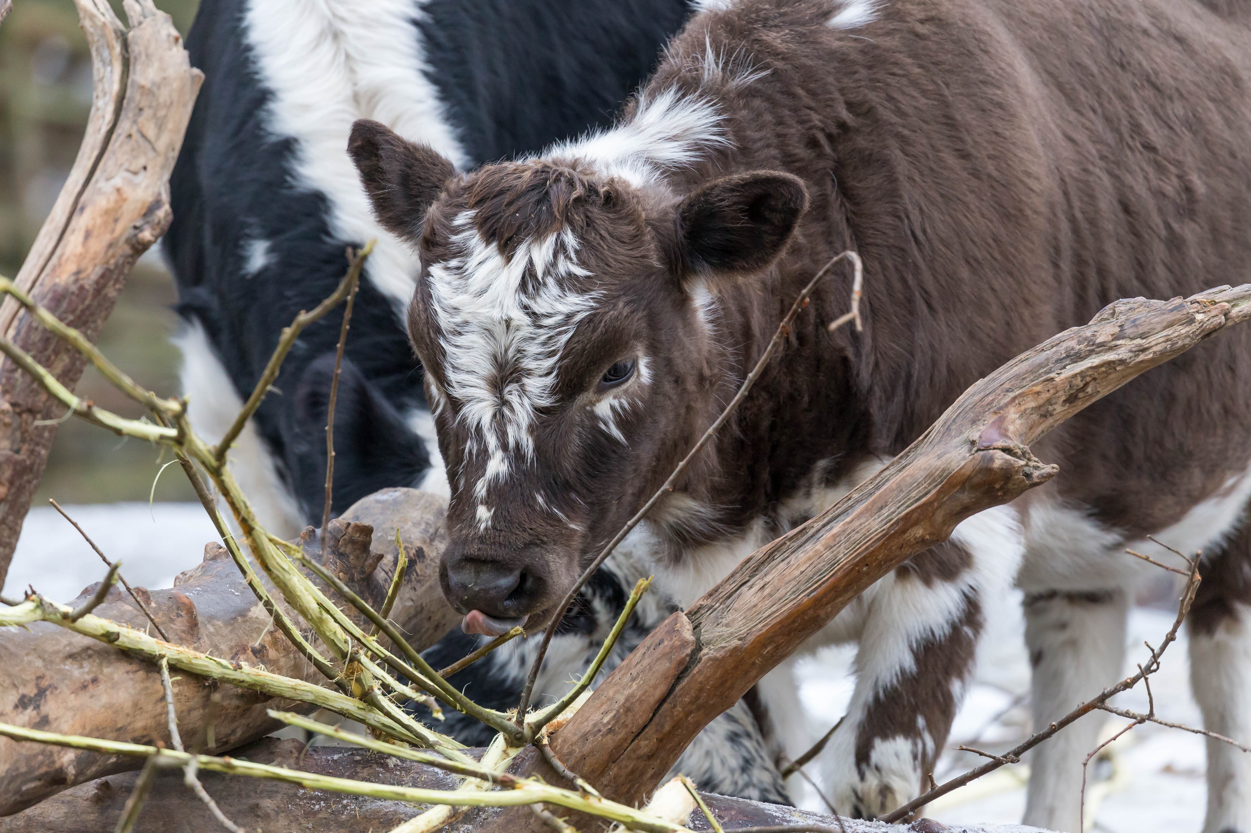 Einheimisches Kalb Schwedens (32456959856)